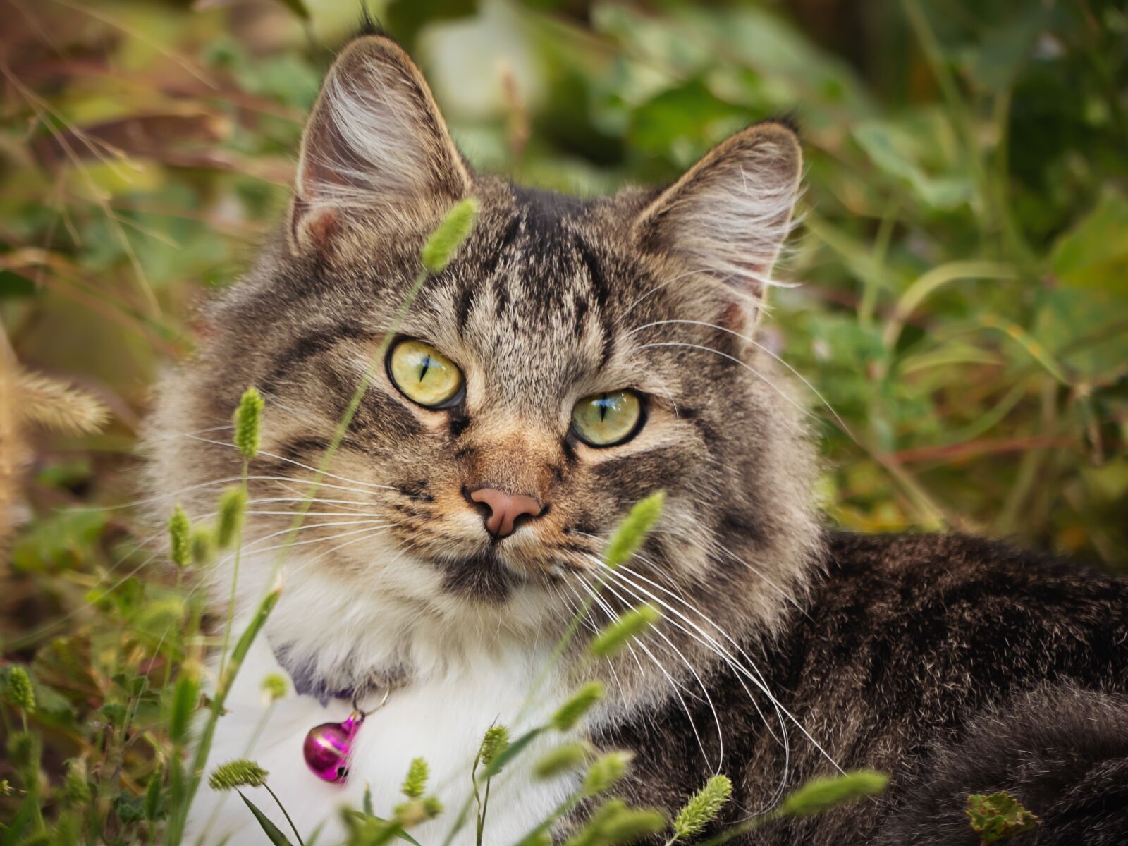 Panasonic Lumix DMC-FZ300 sample photo. Cat, animal, nature photography