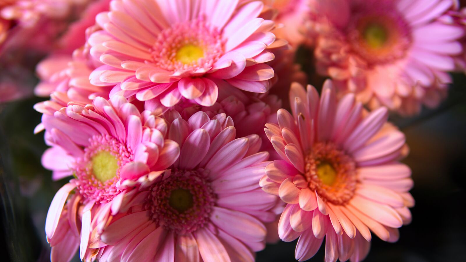 30mm F1.4 DC DN | Contemporary 016 sample photo. Gerbera, flowers, blossom photography