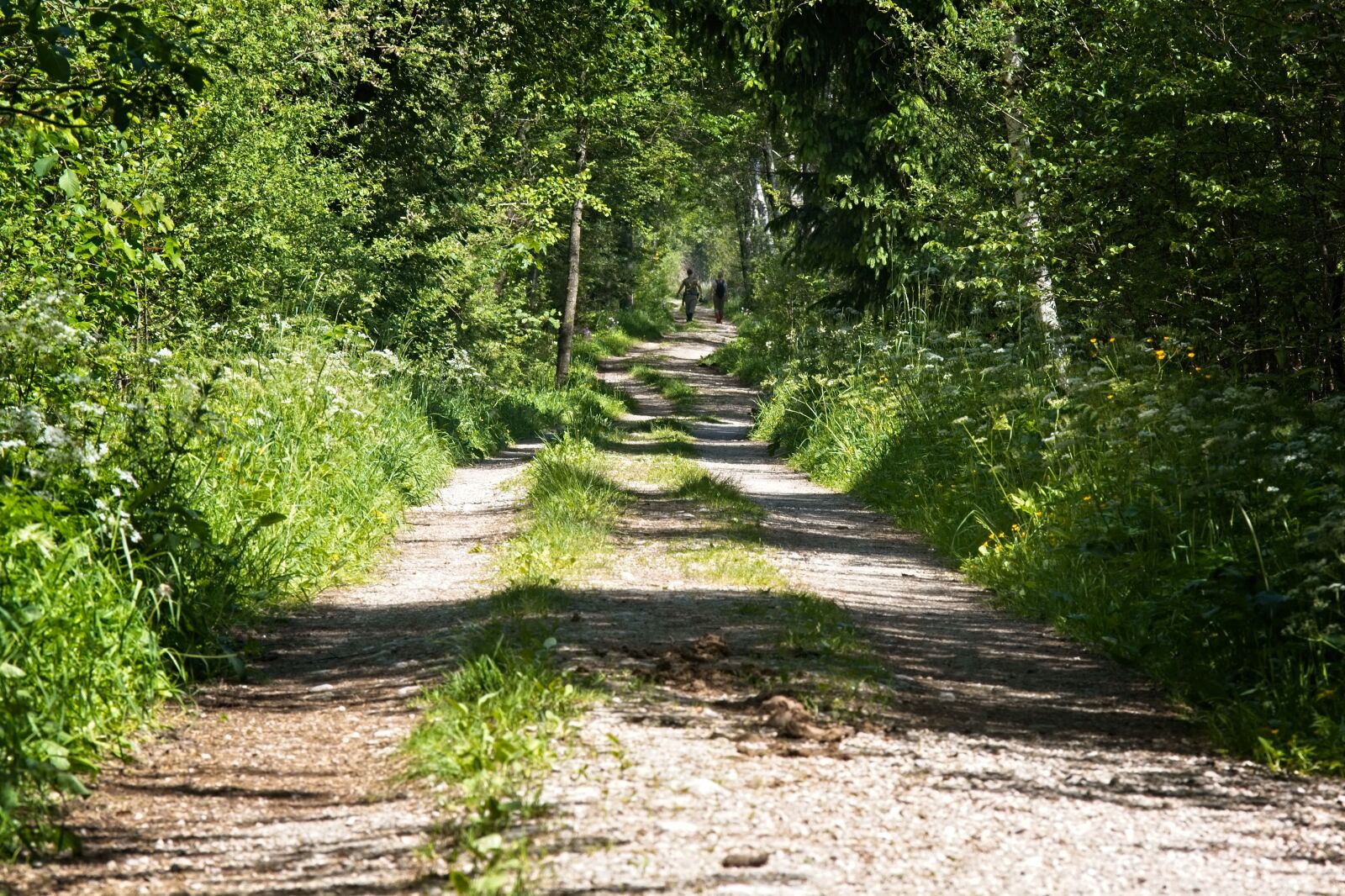 Nikon D7100 sample photo. Away, forest path, nature photography