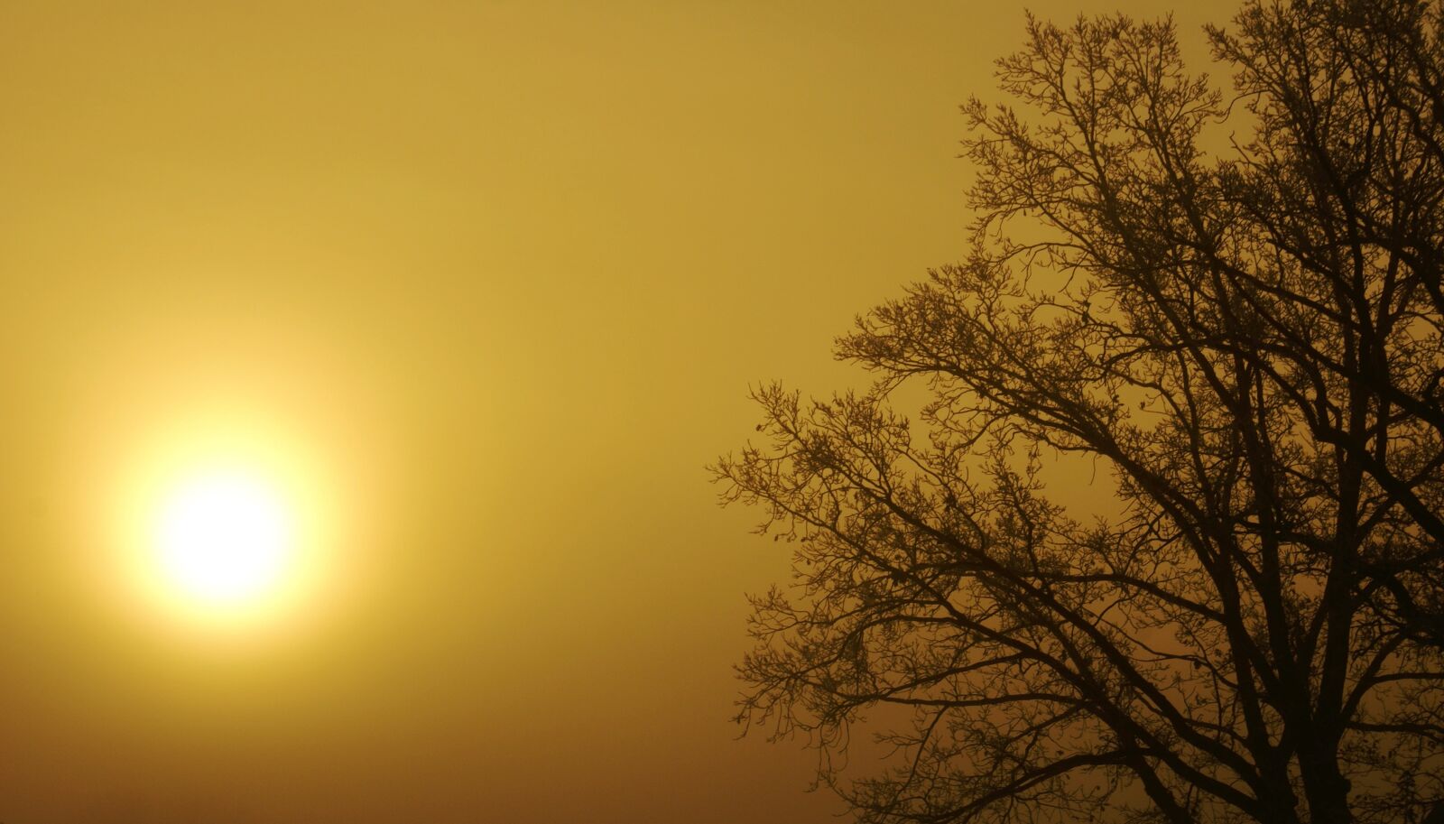Sony Alpha DSLR-A100 sample photo. Tree, the sun, branches photography