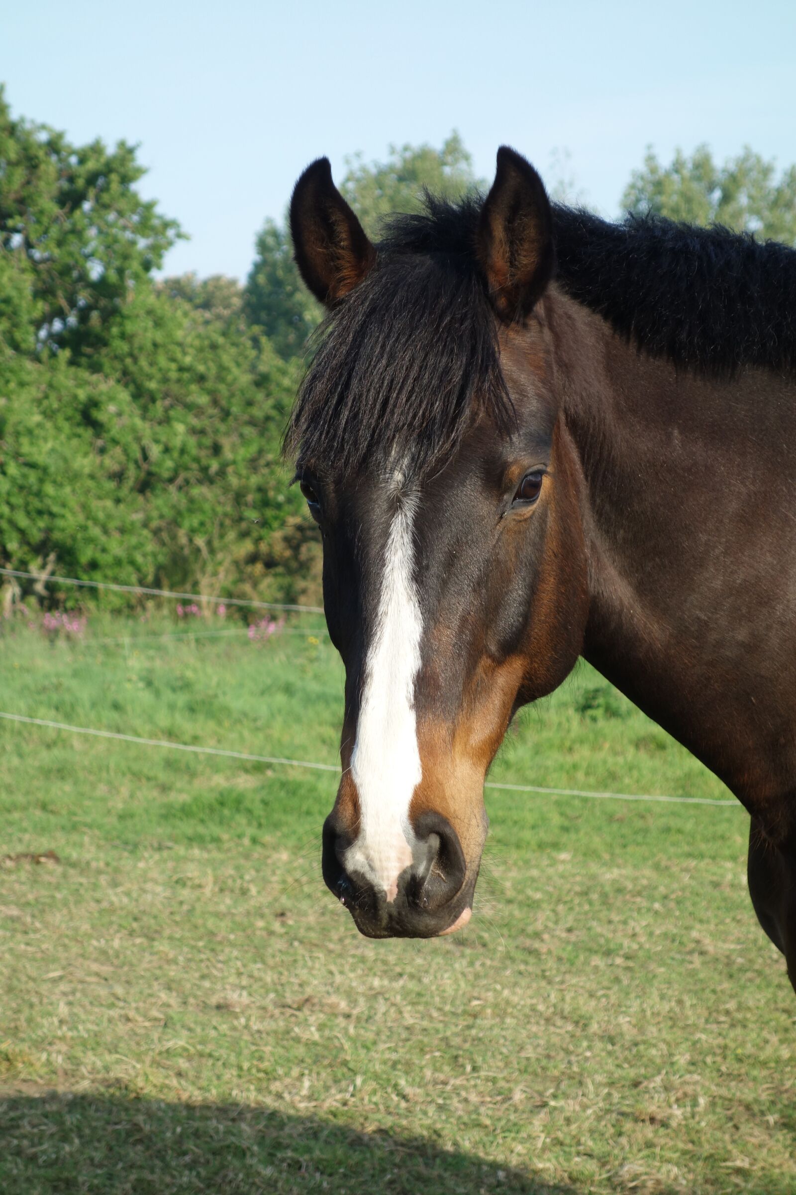 Sony Cyber-shot DSC-RX100 sample photo. Horse, horse head shot photography