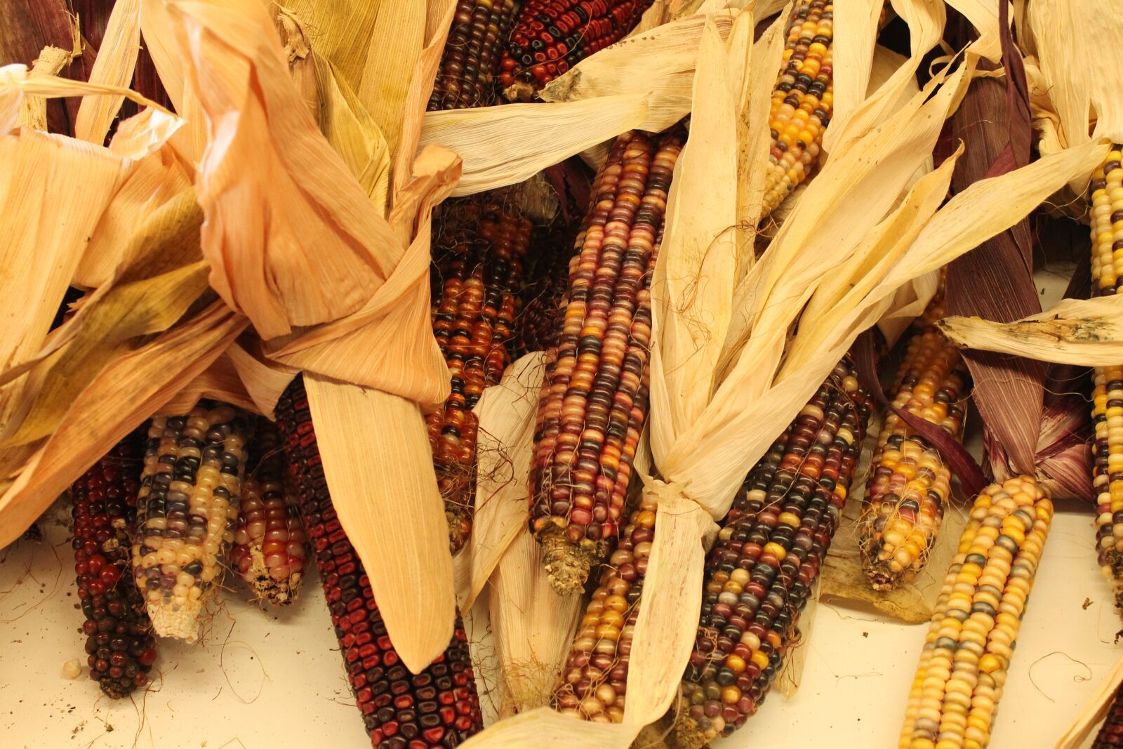 Canon EOS 1100D (EOS Rebel T3 / EOS Kiss X50) sample photo. Autumn, indian corn, corn photography