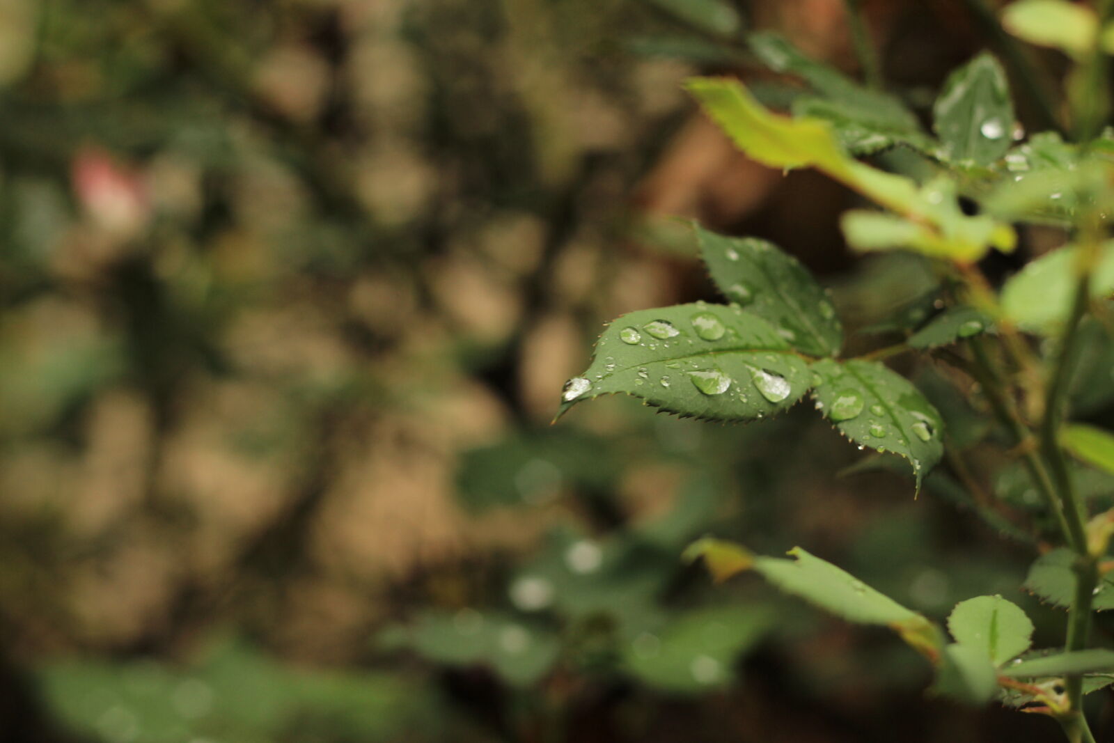 Canon EOS 600D (Rebel EOS T3i / EOS Kiss X5) + Canon EF 50mm F1.8 II sample photo. After, the, rain, dew photography