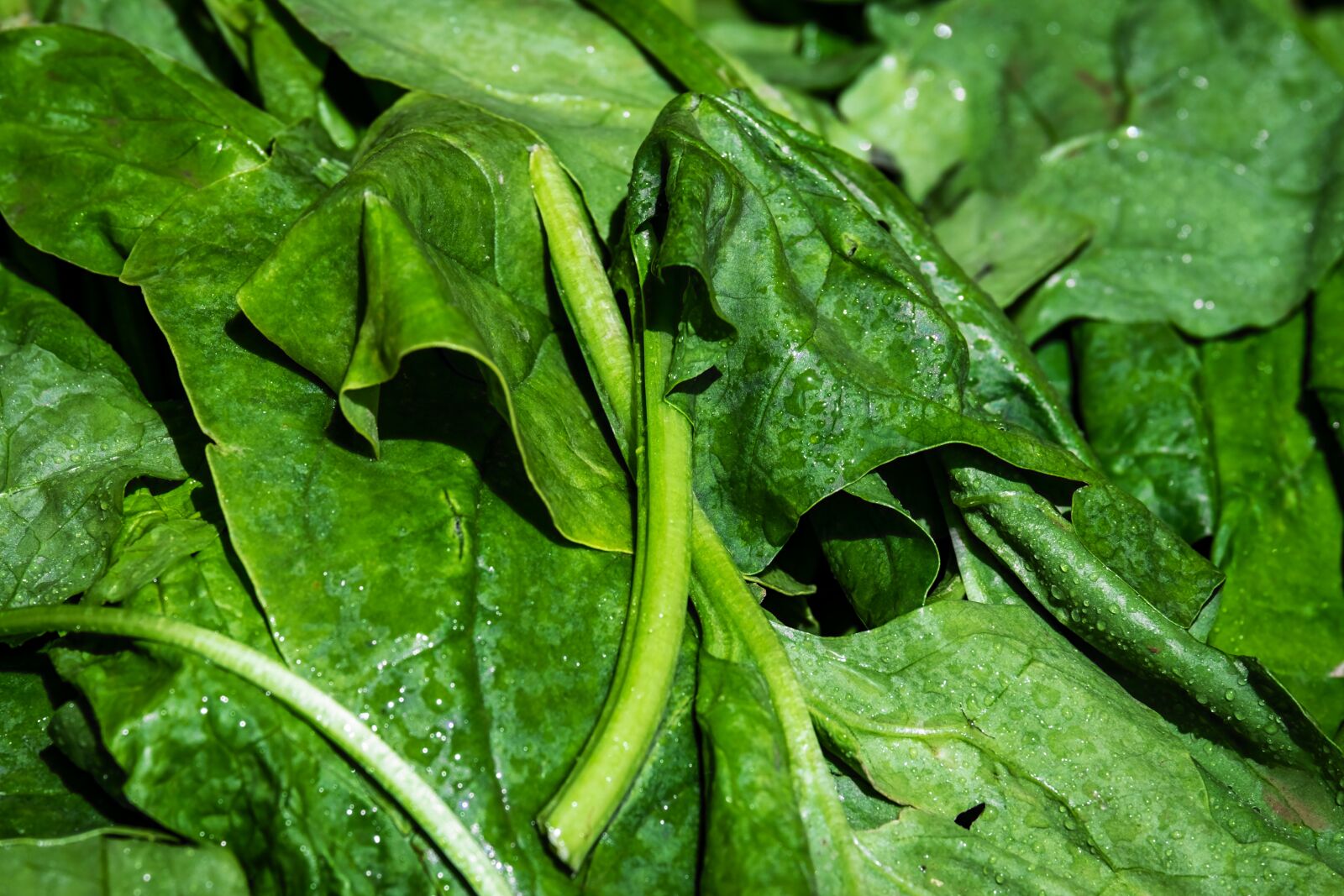 Fujifilm XF 55-200mm F3.5-4.8 R LM OIS sample photo. Spinach, leaf spinach, vegetables photography