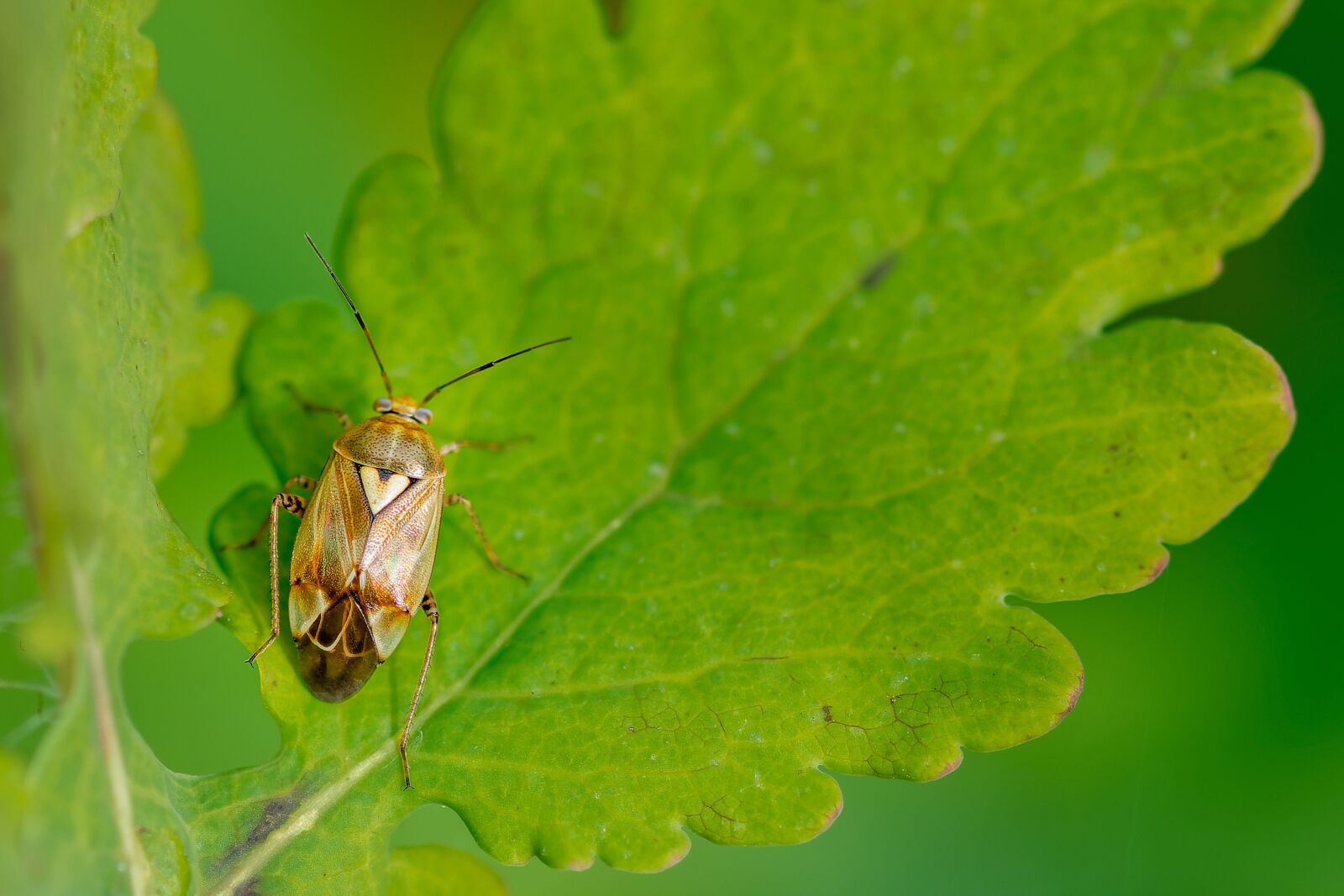 Nikon D7200 sample photo. Common meadow bug, beetle photography