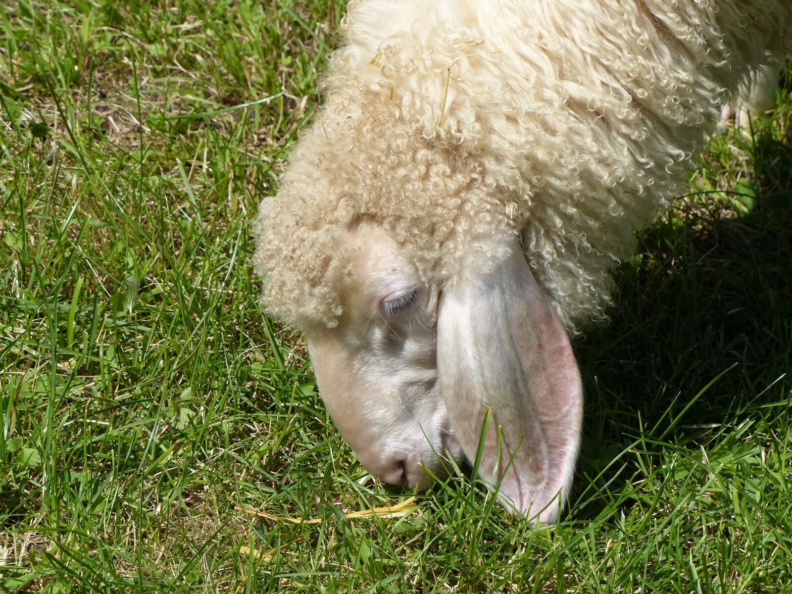 Panasonic Lumix DMC-FZ200 sample photo. Grass, nature, animal photography