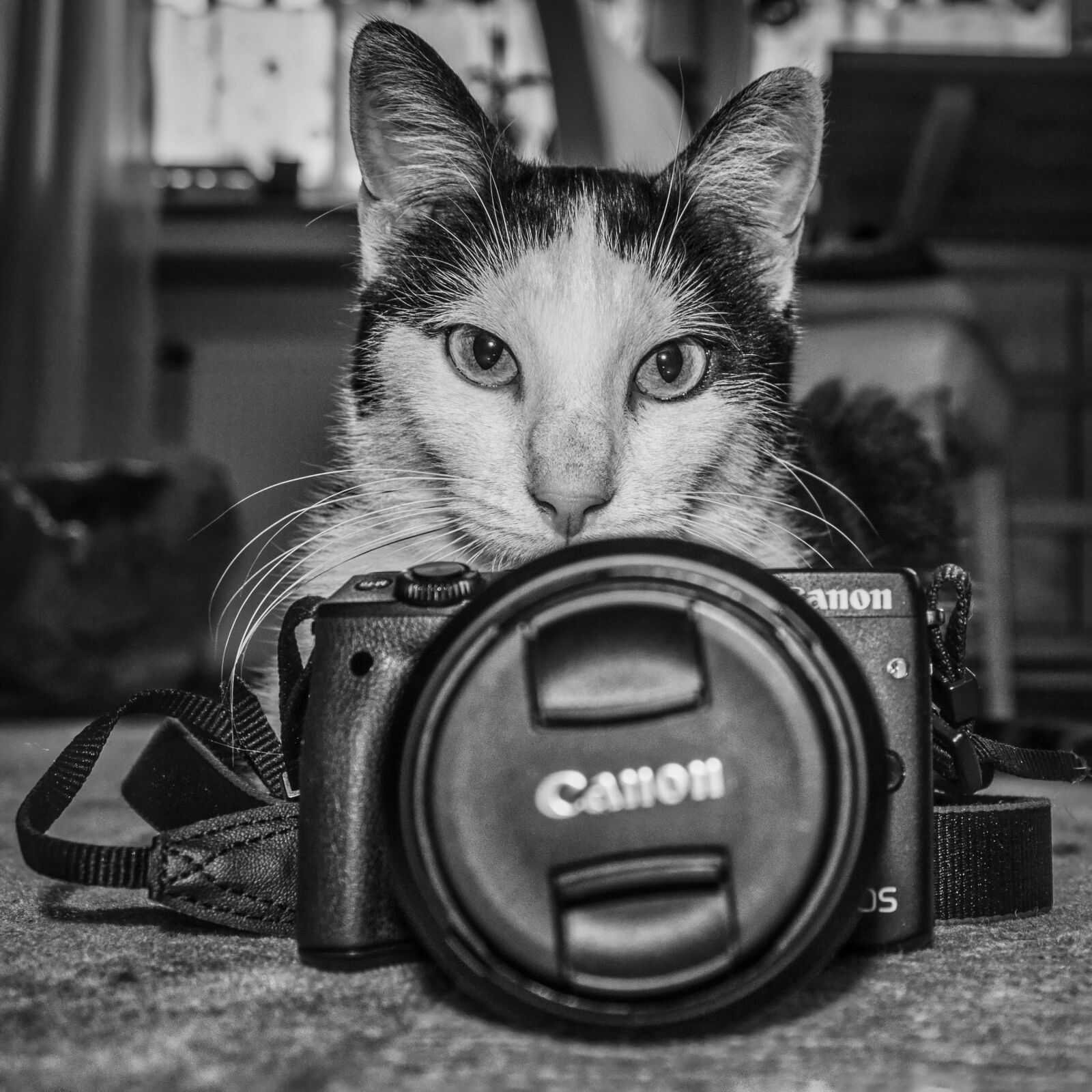 Canon EOS 600D (Rebel EOS T3i / EOS Kiss X5) sample photo. Easter cat, cat, pet photography