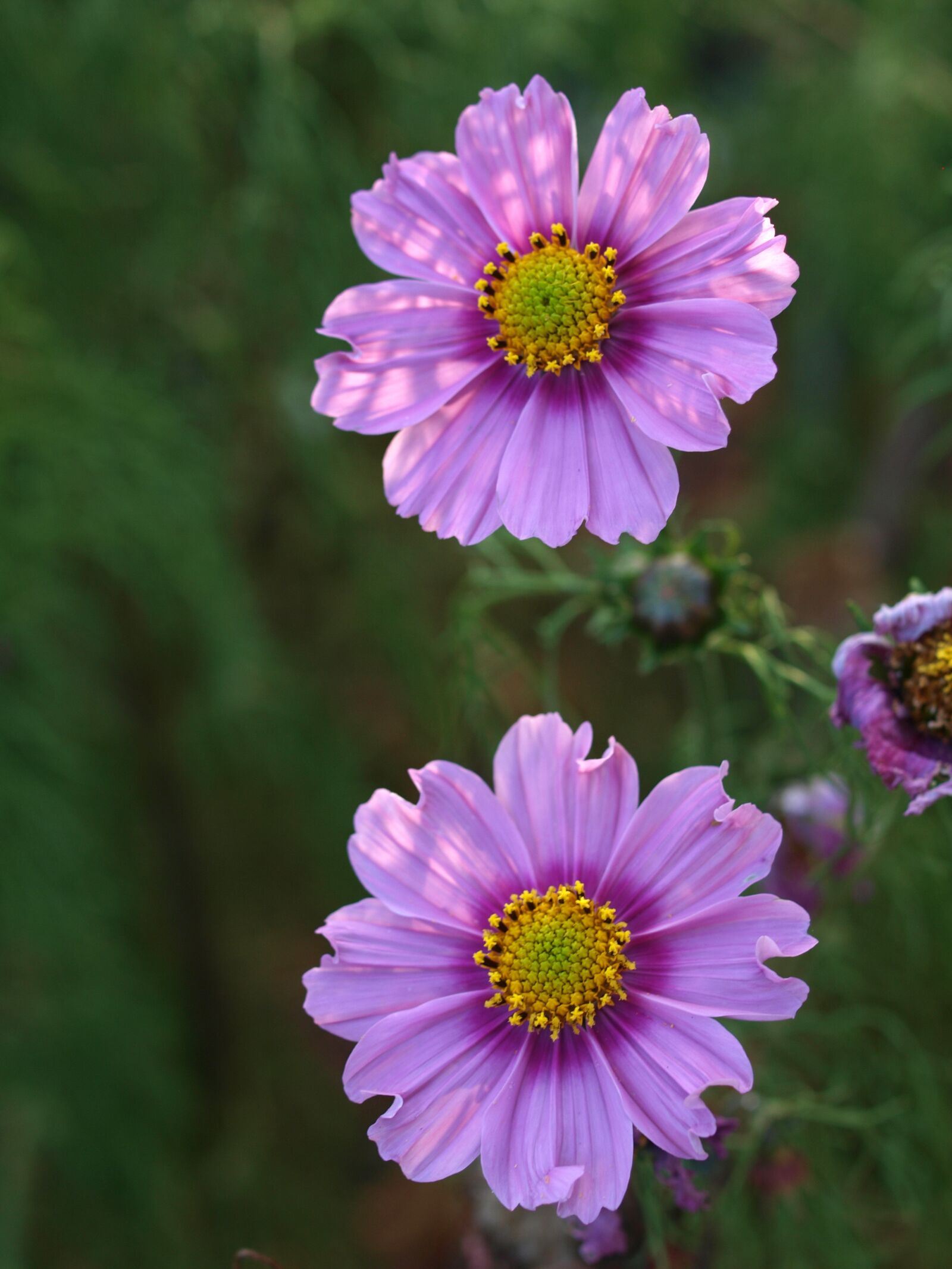 Olympus E-520 (EVOLT E-520) sample photo. Aster, flower, bloom photography
