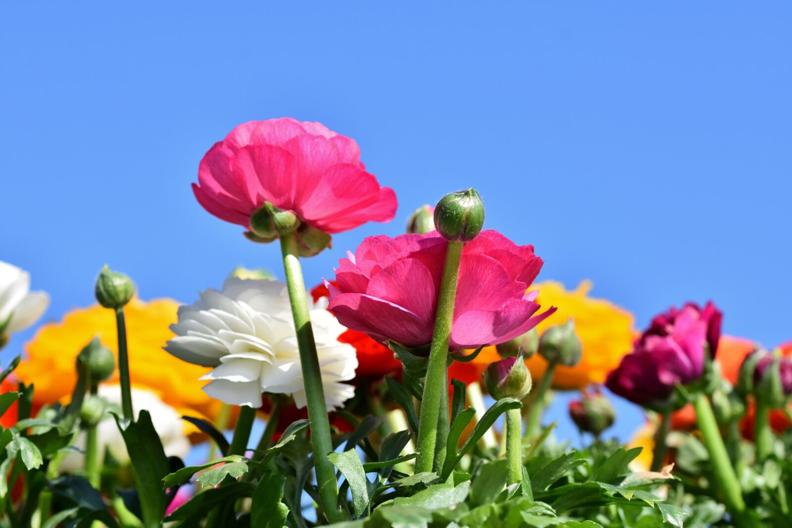 Nikon D7200 sample photo. Ranunculus, flower, blossom photography