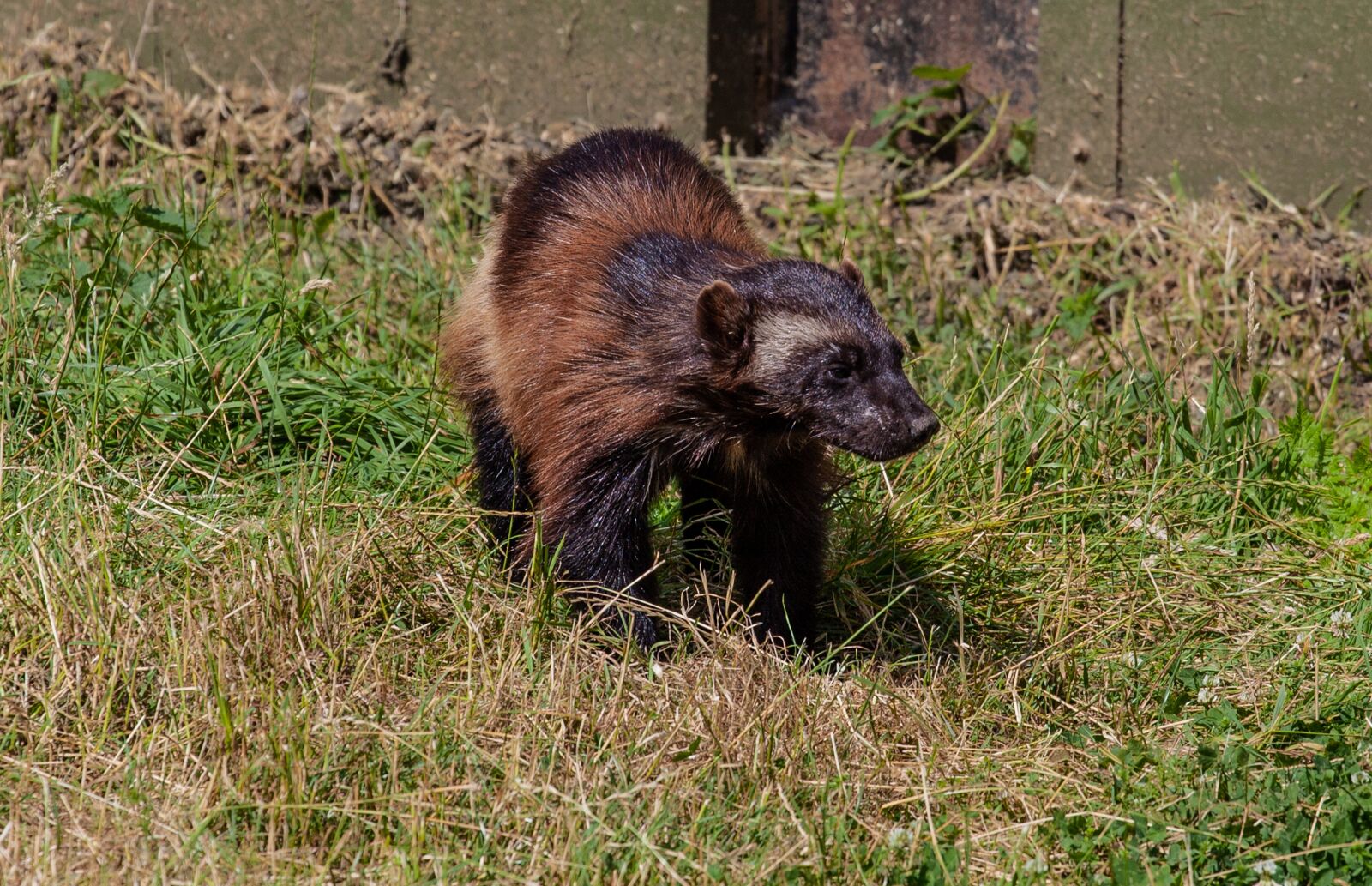 Canon EF 70-200mm F4L USM sample photo. Wolverine, wolverine on prairie photography