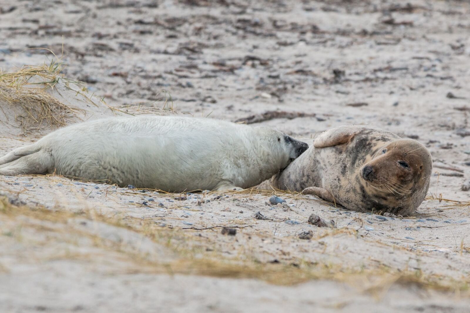 Canon EOS 70D + 150-600mm F5-6.3 DG OS HSM | Contemporary 015 sample photo. Robbe, grey seal, helgoland photography