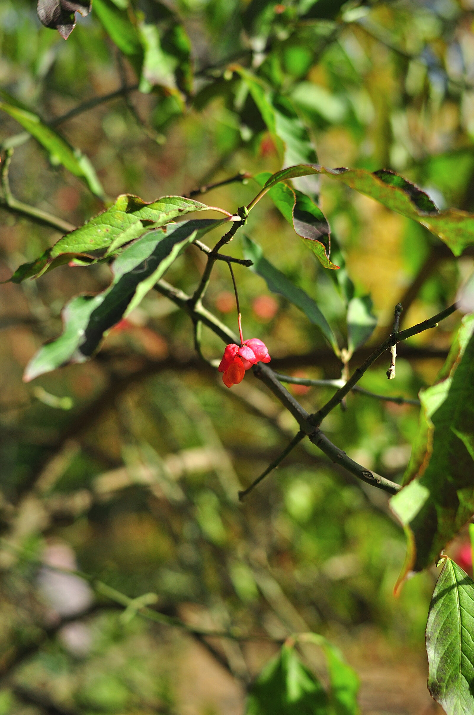 Nikon D90 sample photo