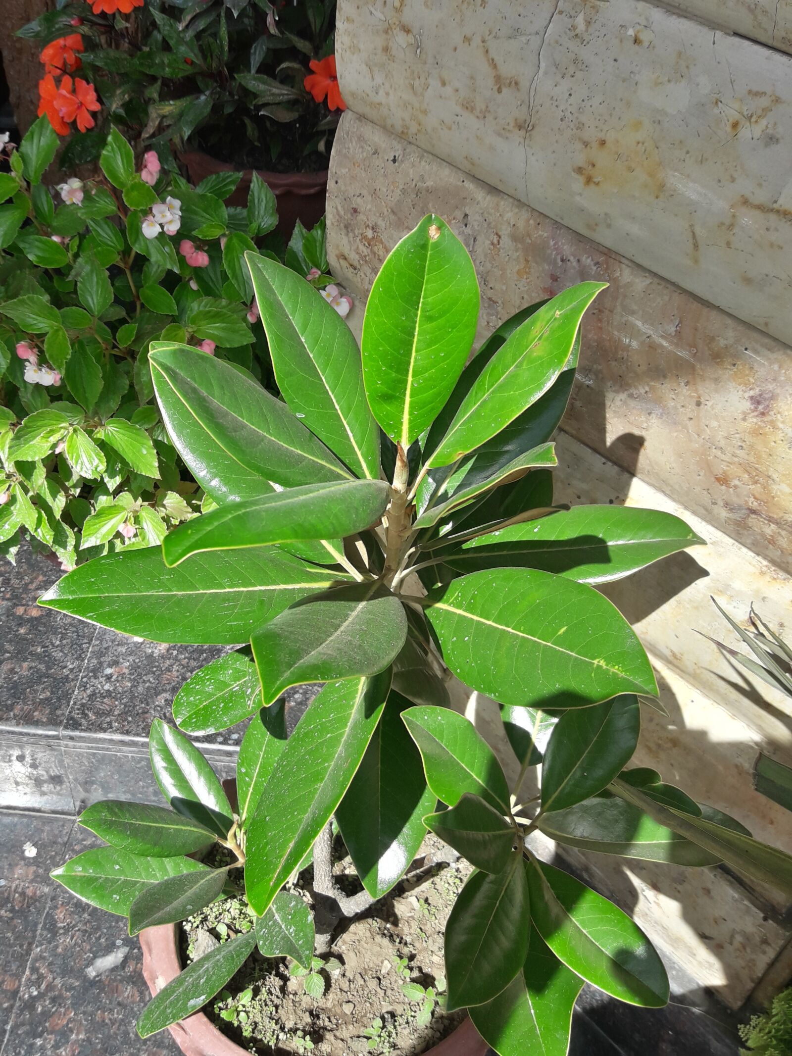 Samsung Galaxy J7 Neo sample photo. Nature, plant, green photography