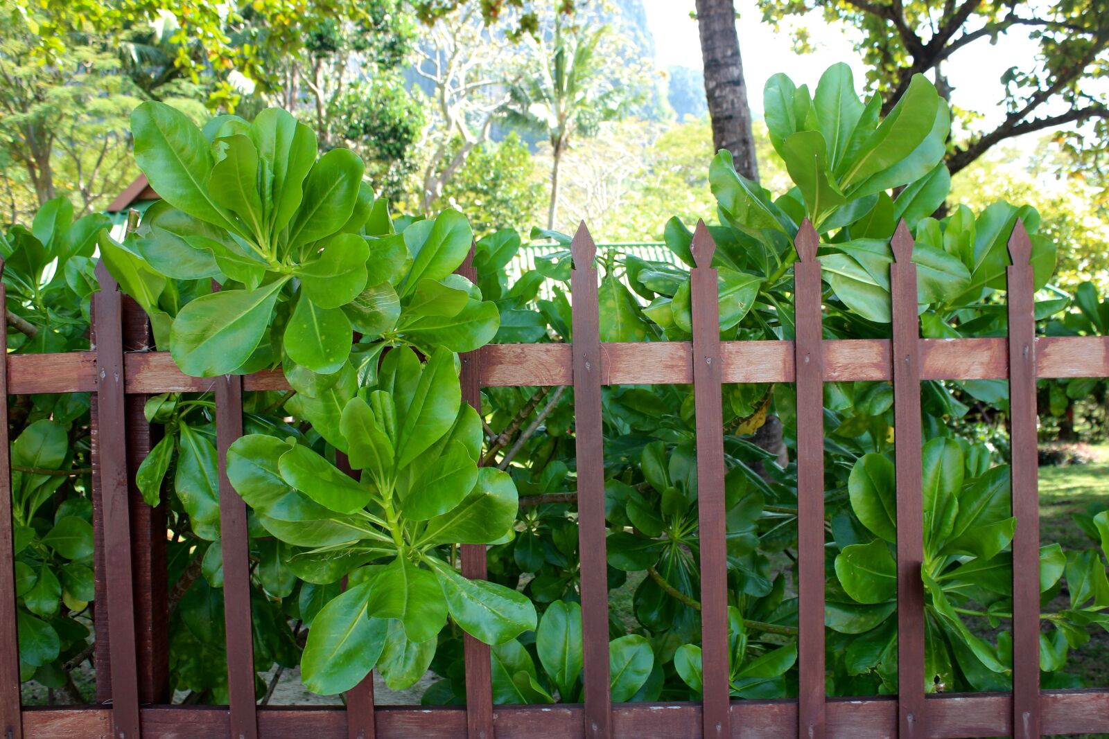 Canon EOS 600D (Rebel EOS T3i / EOS Kiss X5) sample photo. Fence, protection, wall photography