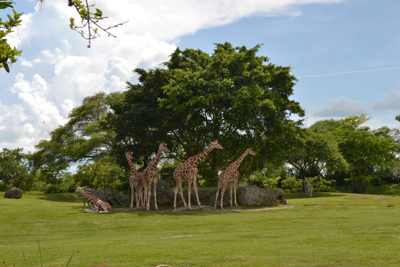 Nikon D3100 sample photo. Giraffe, nature, animals photography
