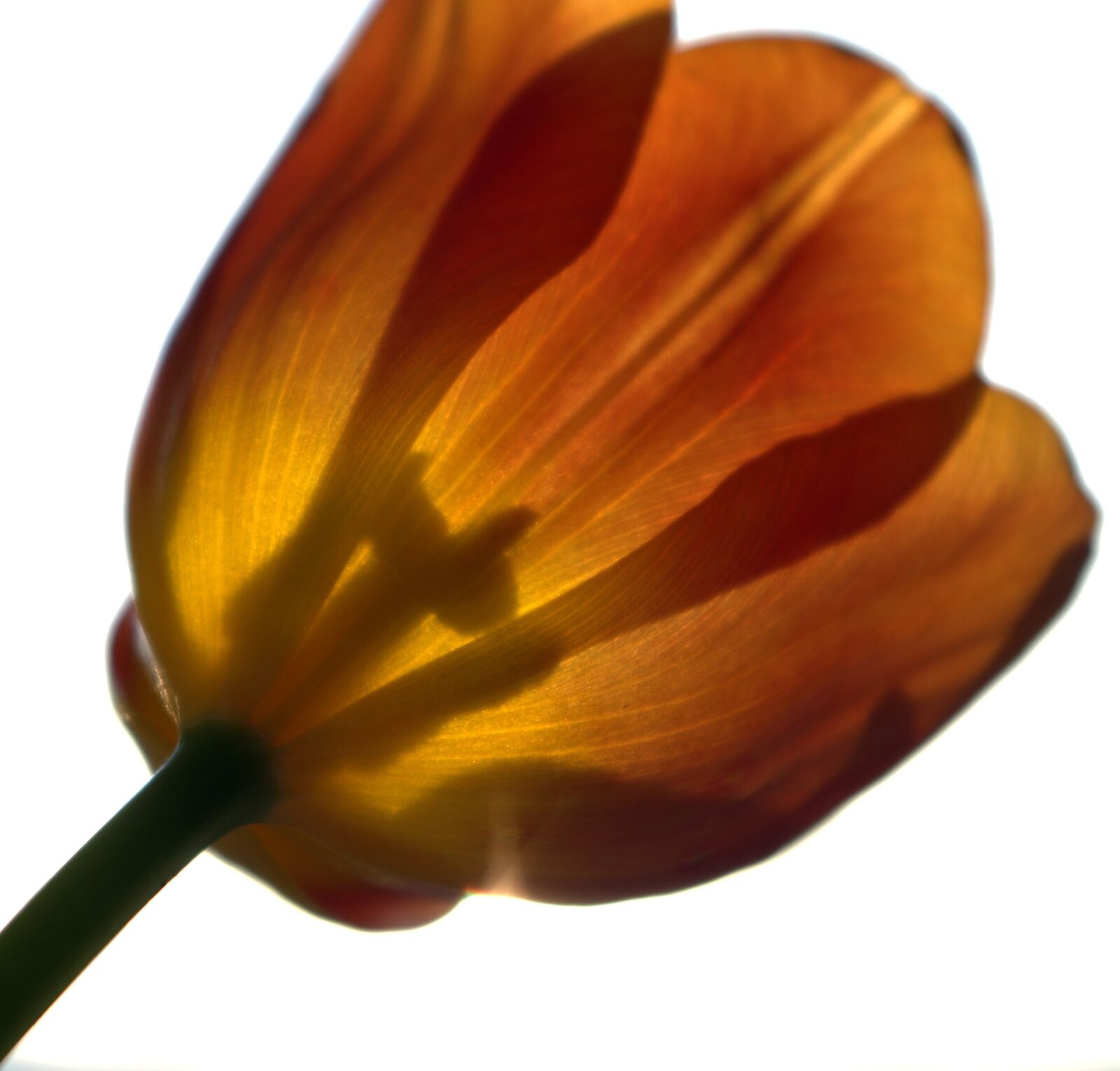 Pentax K-30 sample photo. Flower, blossom, bloom photography