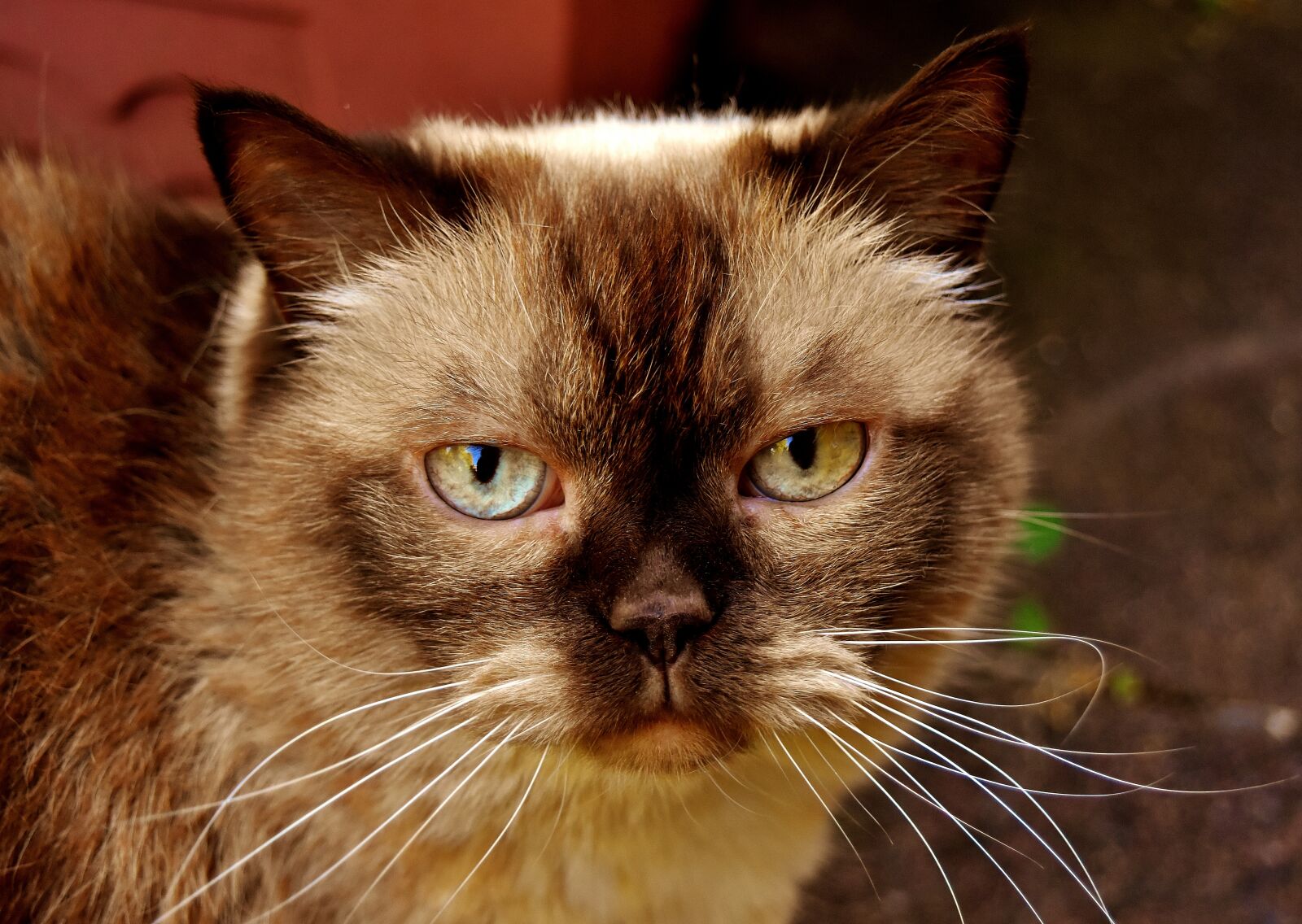 Nikon D7200 sample photo. British shorthair, cat, animal photography
