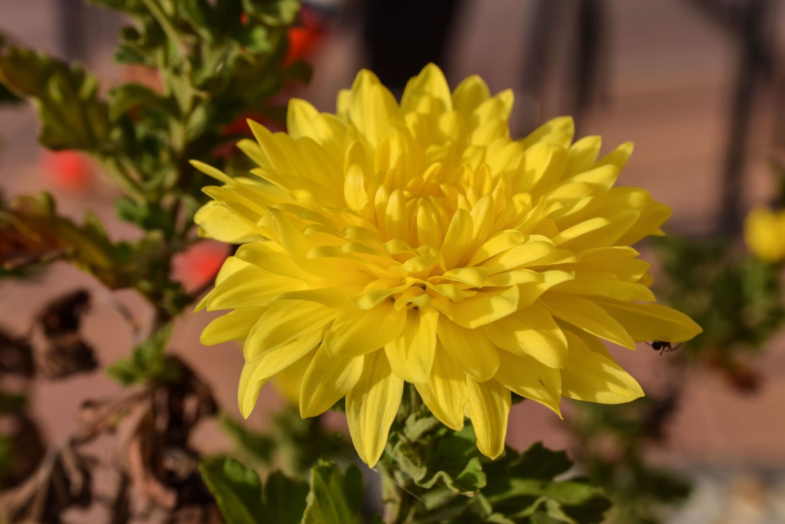 Nikon D5300 sample photo. Perennial, flower, nature photography