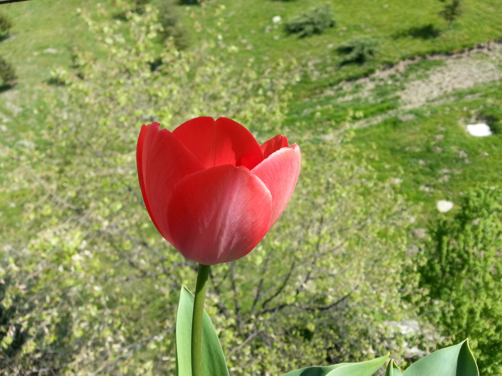 Samsung Galaxy Note2 sample photo. Nature, flower, summer photography