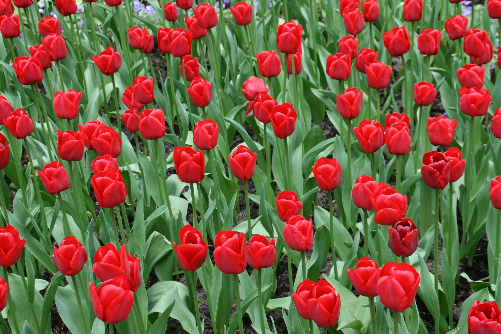 Canon EOS 400D (EOS Digital Rebel XTi / EOS Kiss Digital X) sample photo. Netherlands, keukenhof, tulips photography
