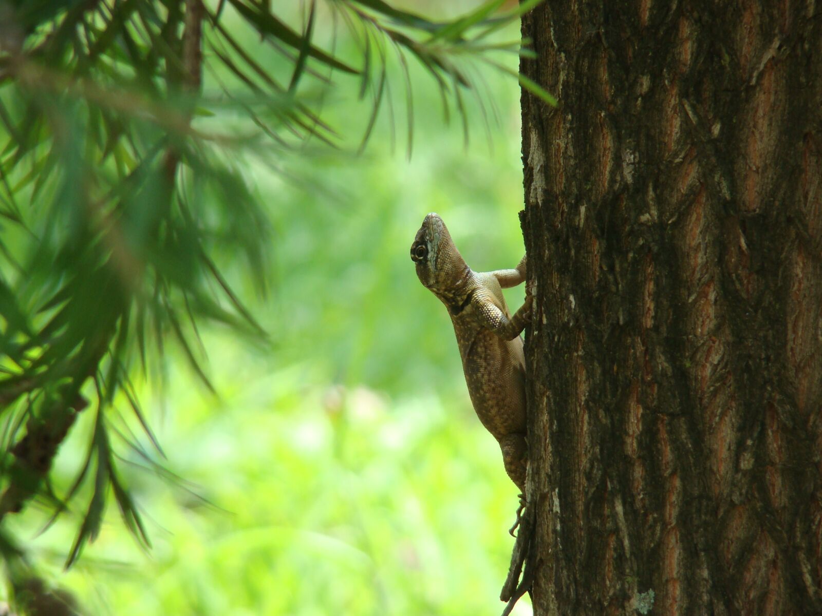 Sony DSC-H9 sample photo. Calango, lizard, animal photography