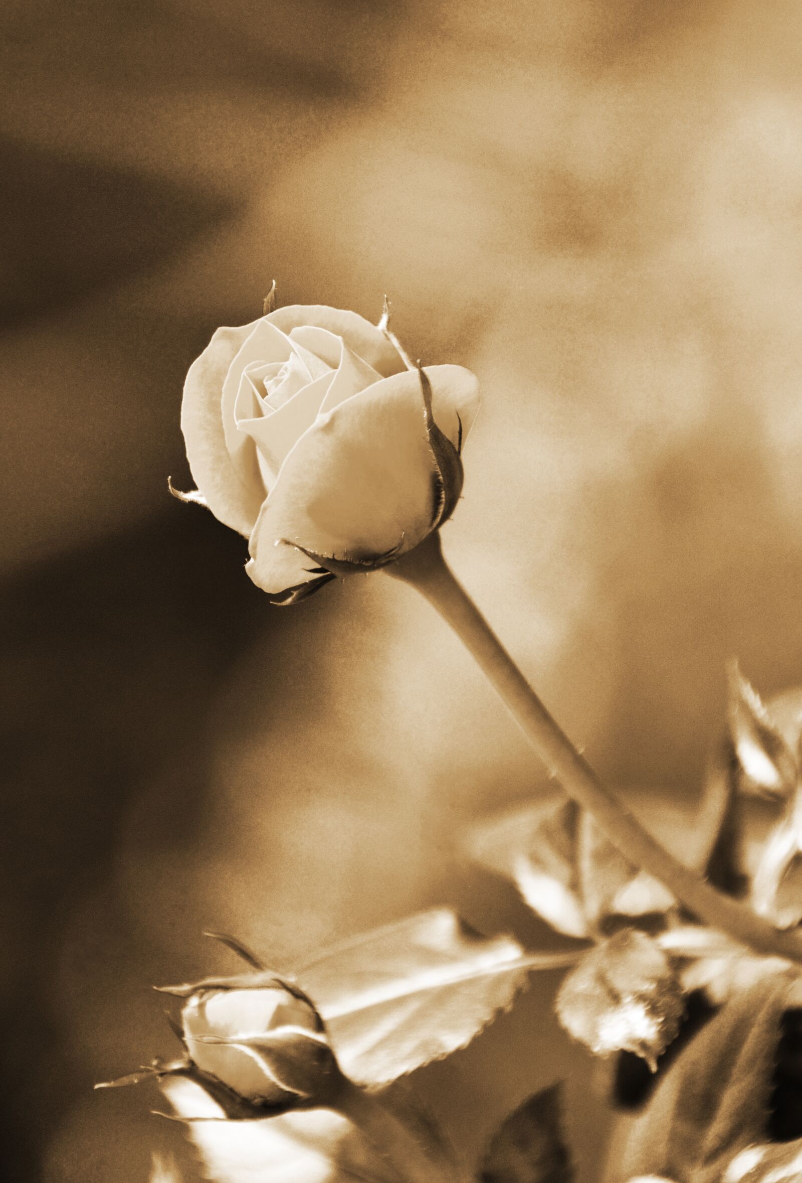 Nikon D7000 sample photo. Rose, memories, old photography