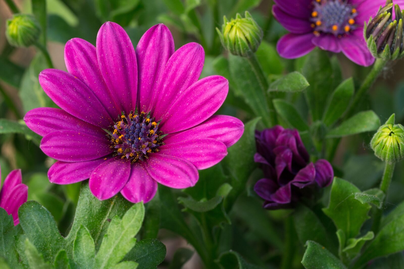 Canon EF-S 60mm F2.8 Macro USM sample photo. Flower, purple, purple flower photography
