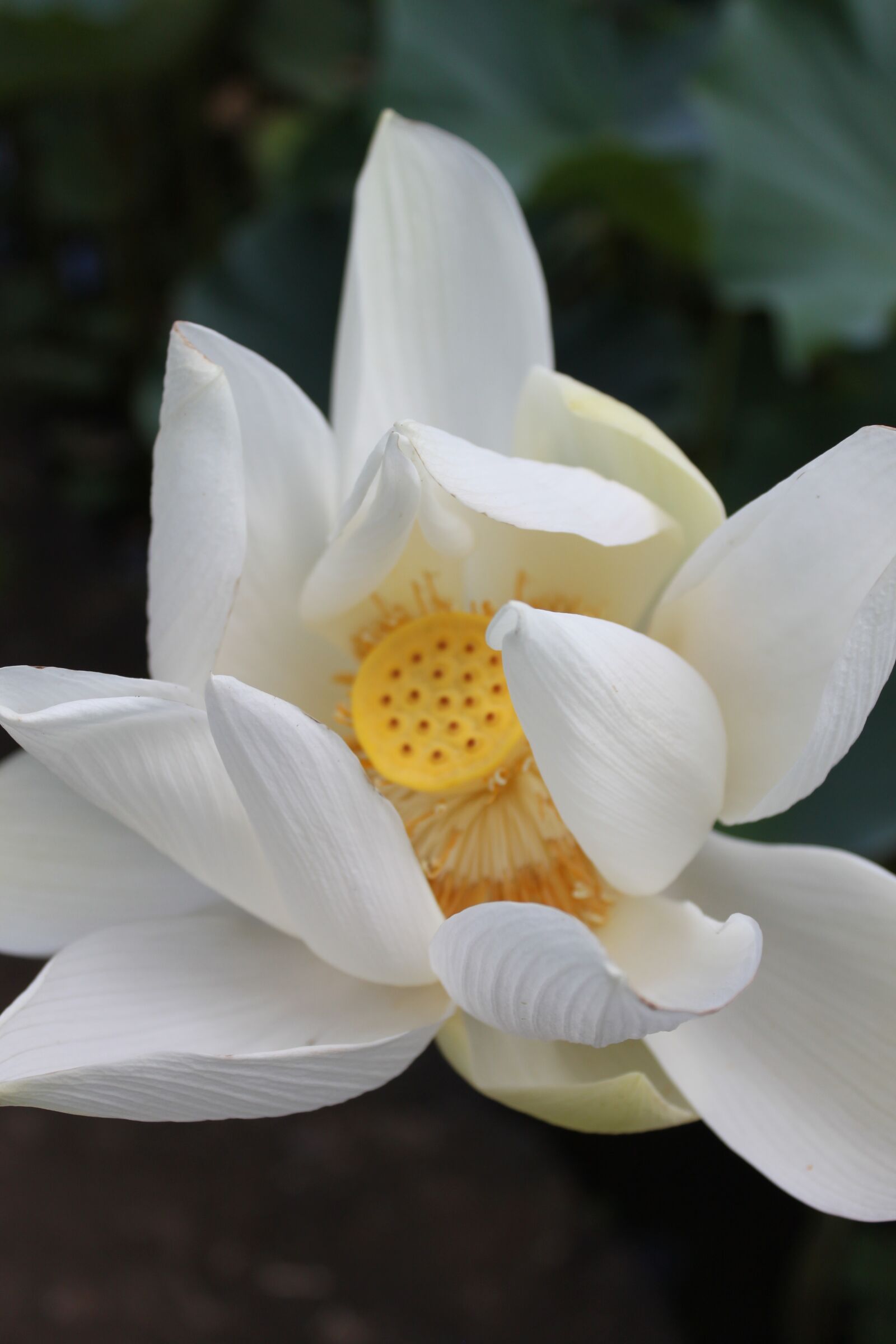 Canon EOS 500D (EOS Rebel T1i / EOS Kiss X3) sample photo. Lotus flower, blossom, bloom photography