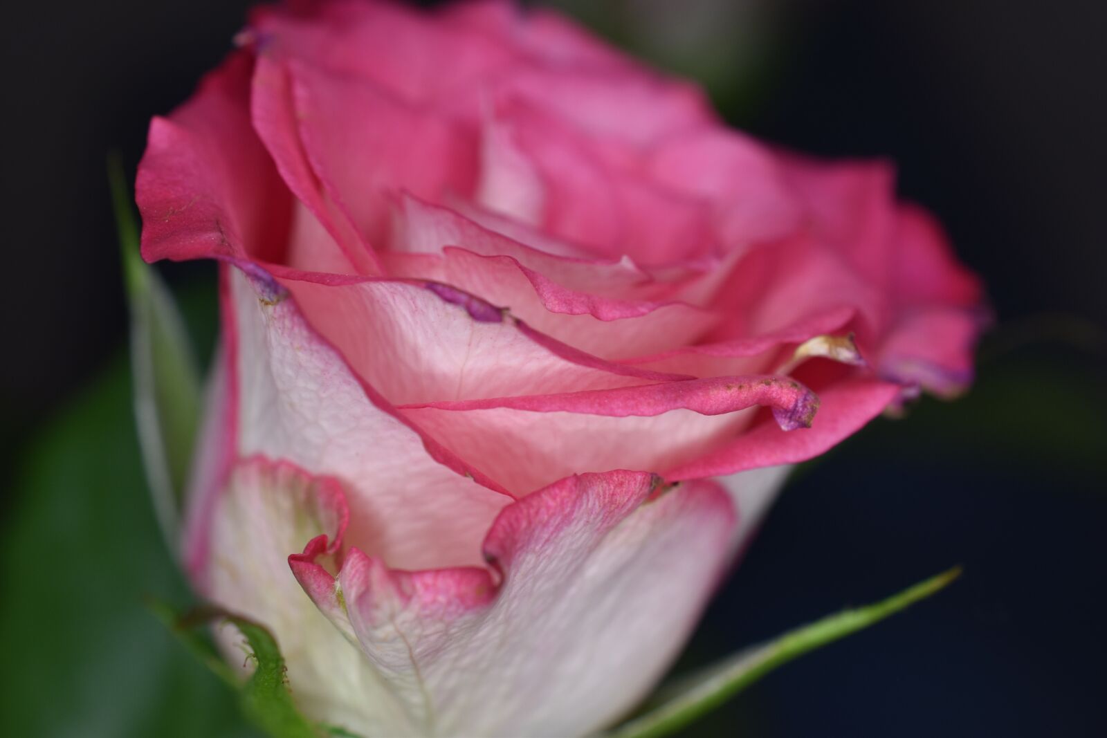 Nikon D5600 sample photo. Rosa, flower, flowers photography