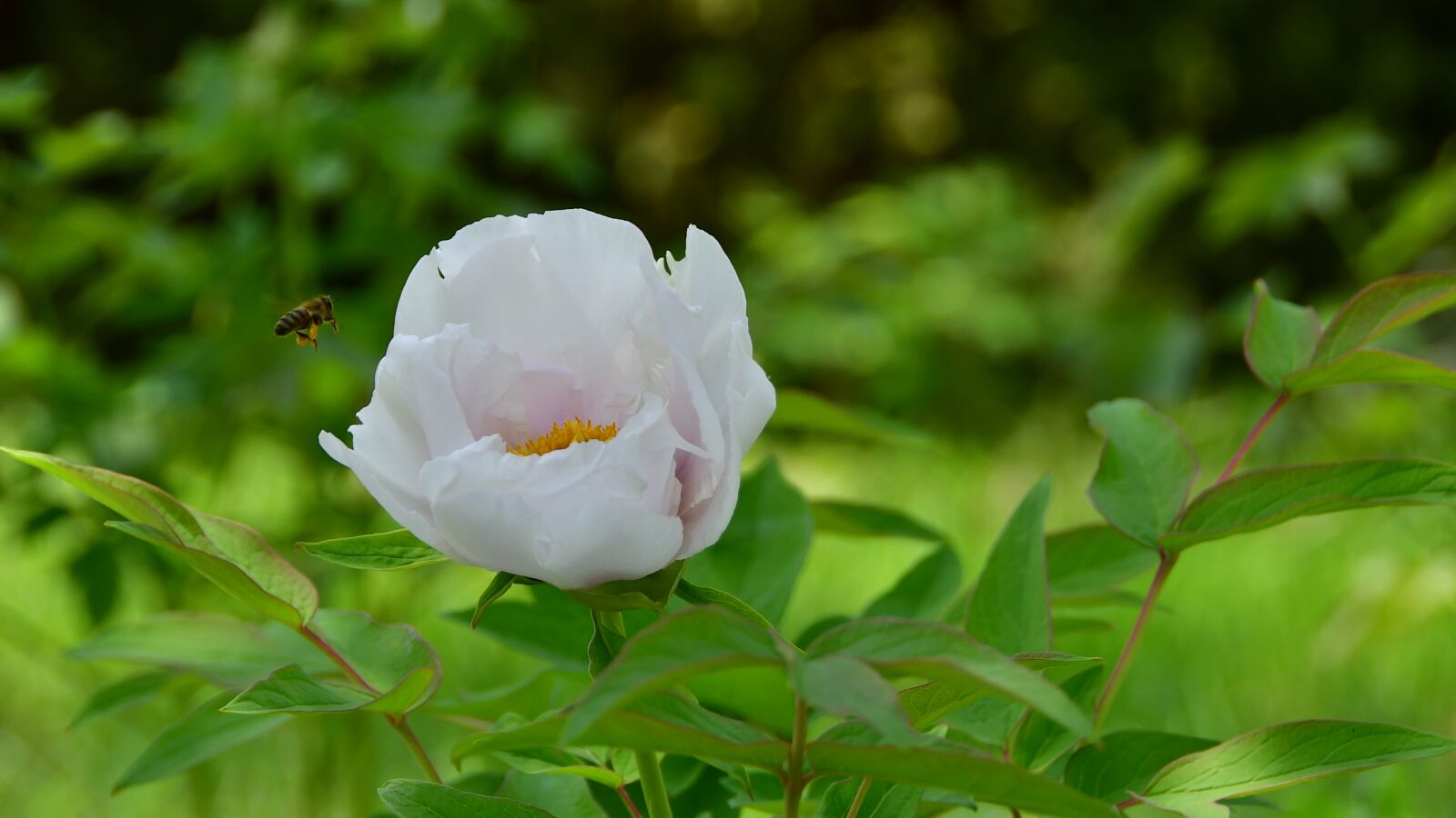 Nikon D7500 sample photo. Flower, plant, aroma photography