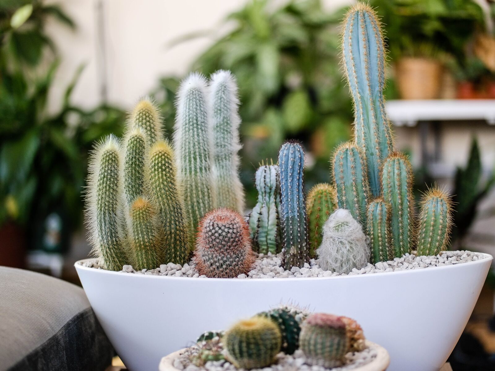 Samsung NX300 sample photo. Cactus, plants, succulent photography