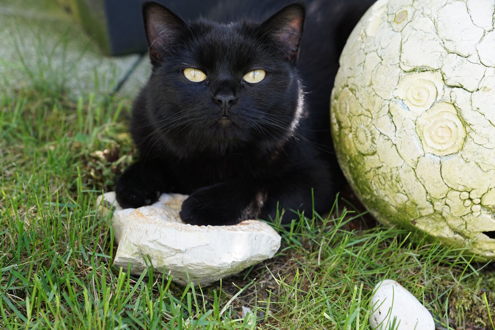 Sony DT 16-50mm F2.8 SSM sample photo. Cat, black, animal photography