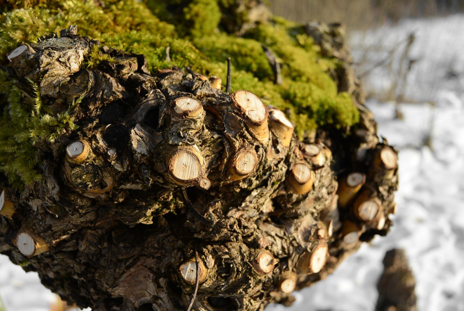Nikon 1 S1 sample photo. Root, nature, moss photography