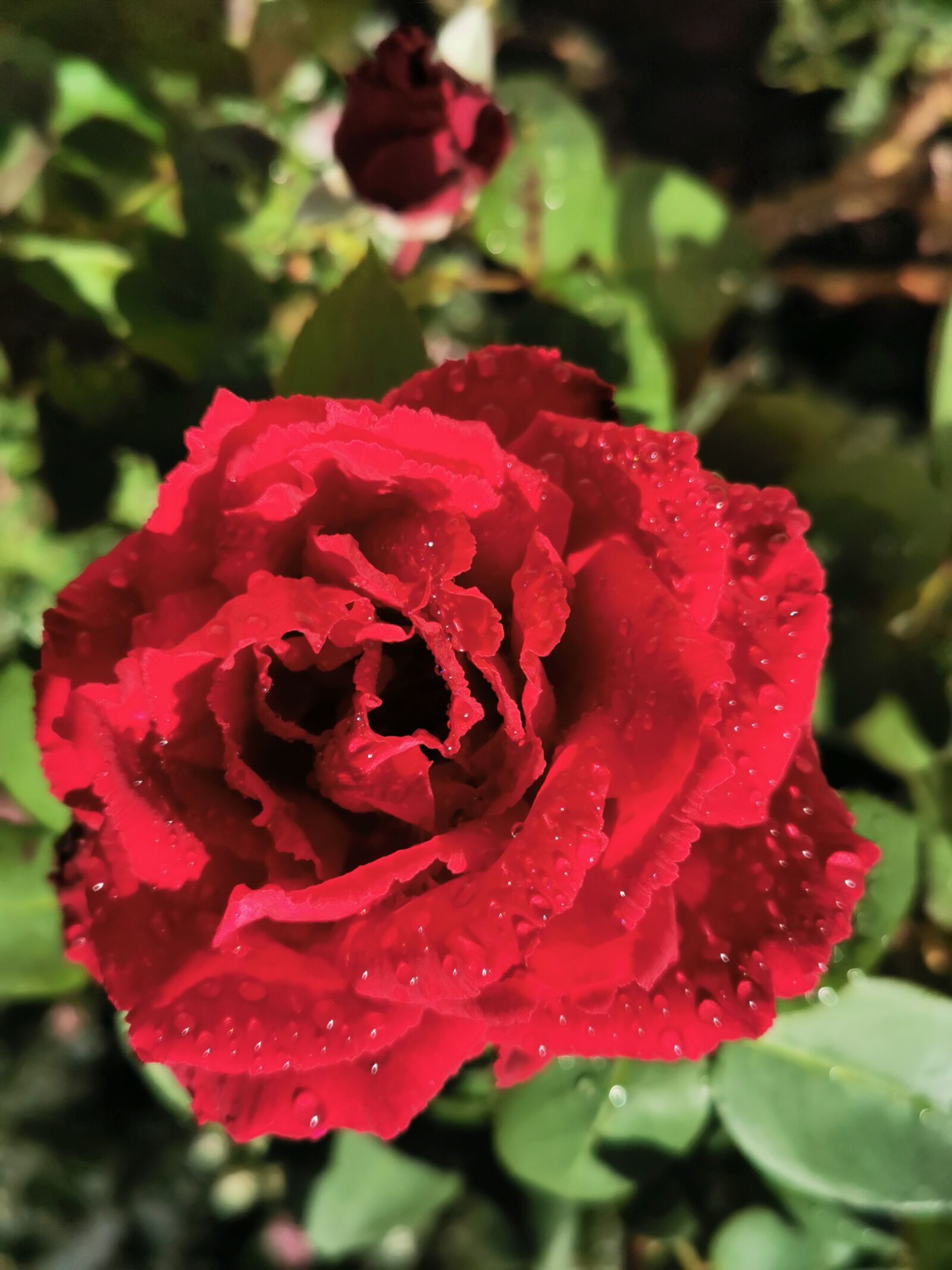 HUAWEI VOG-L29 sample photo