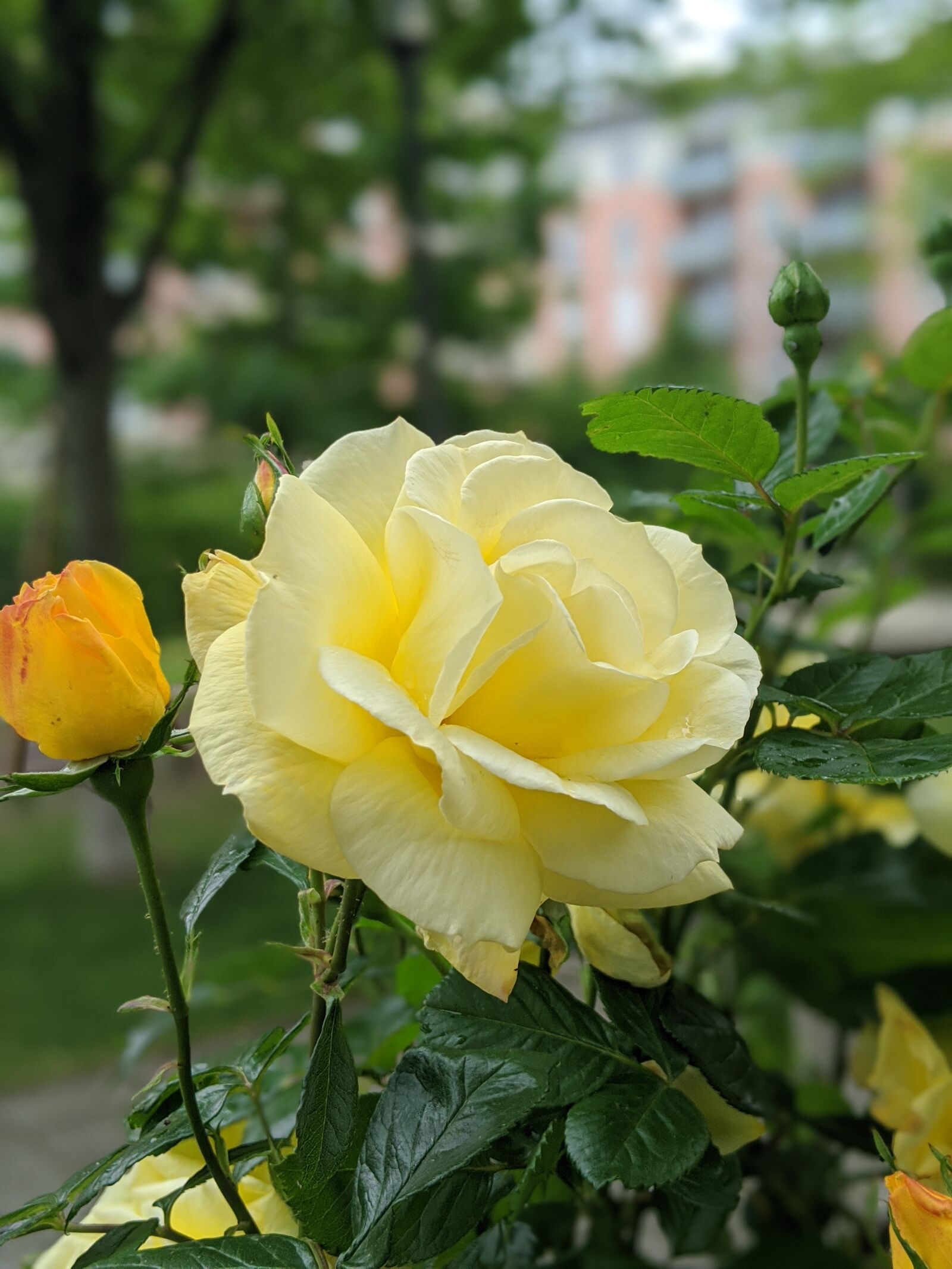 Google Pixel 3 sample photo. Rose, flower, yellow photography