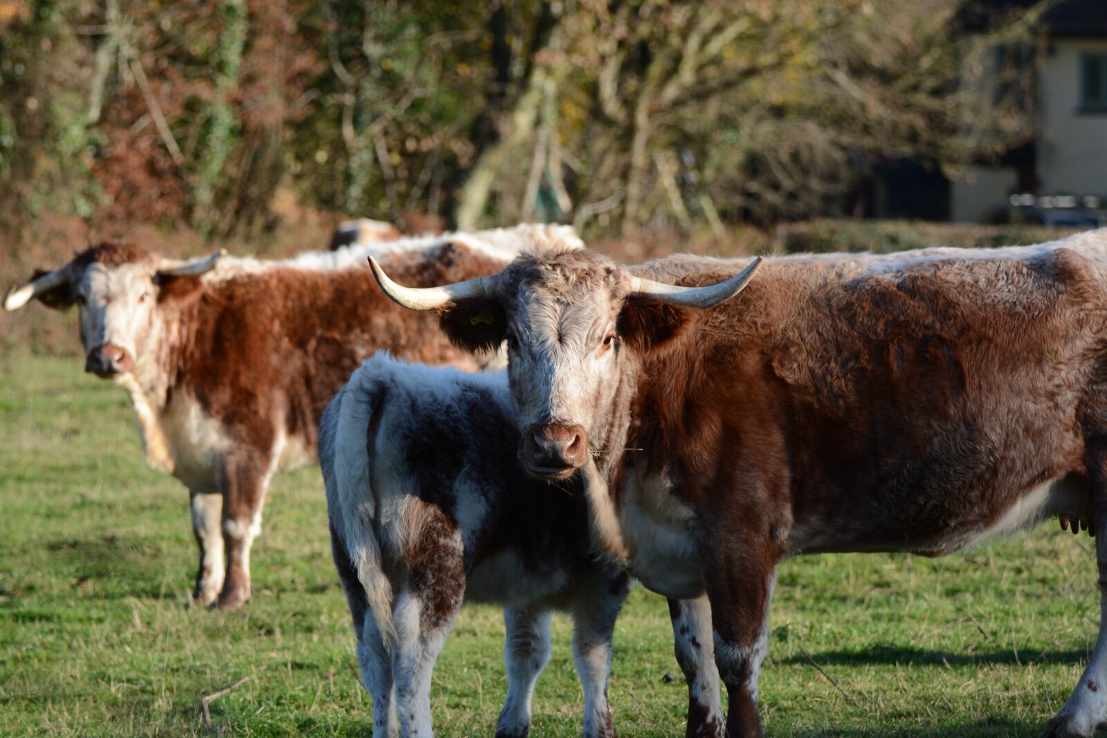 Nikon D7100 sample photo. Cow, bull, horns photography