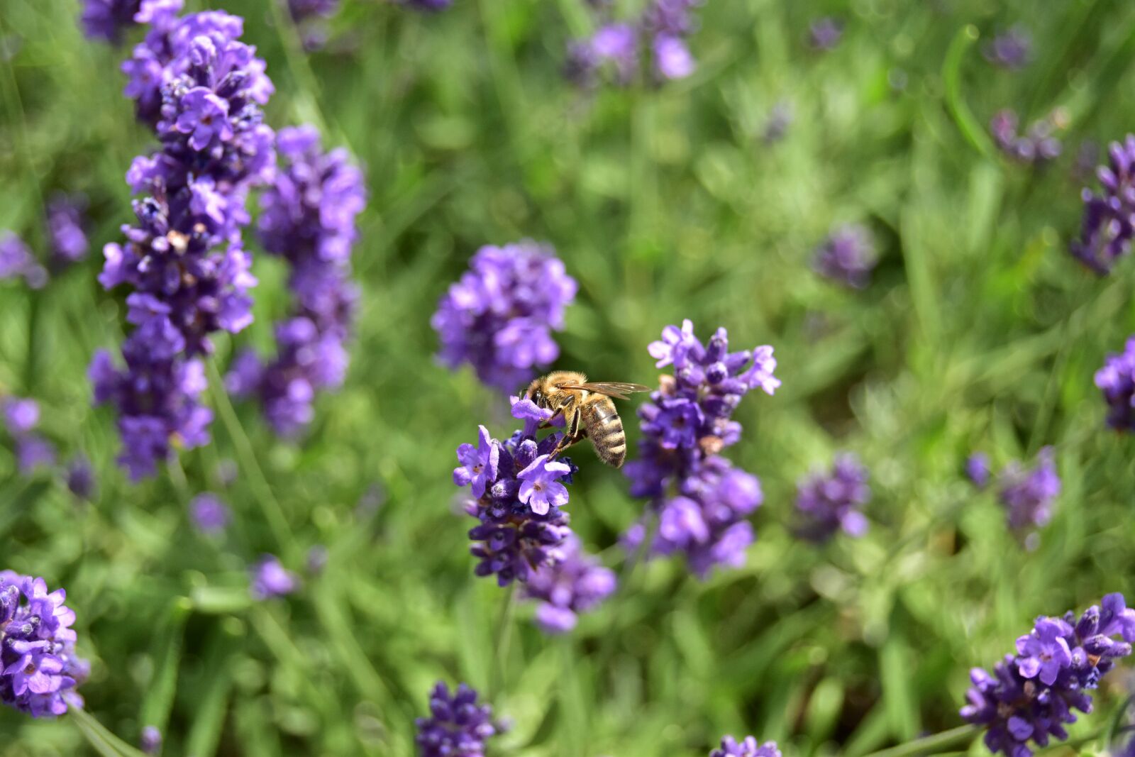 Nikon D5600 sample photo. Bee, lavender, nectar photography