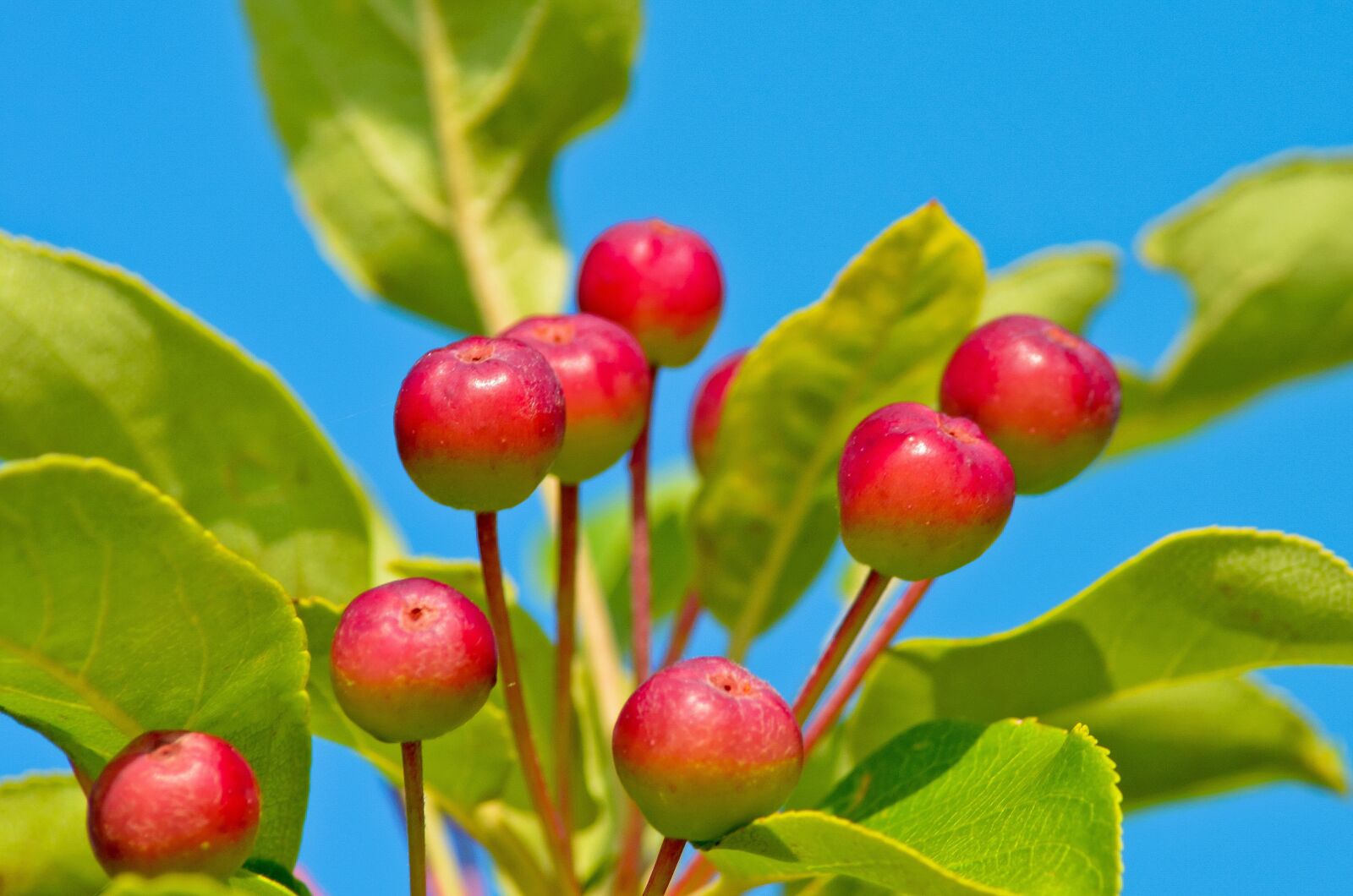 Nikon D5100 sample photo. Fruits, berry, garden photography