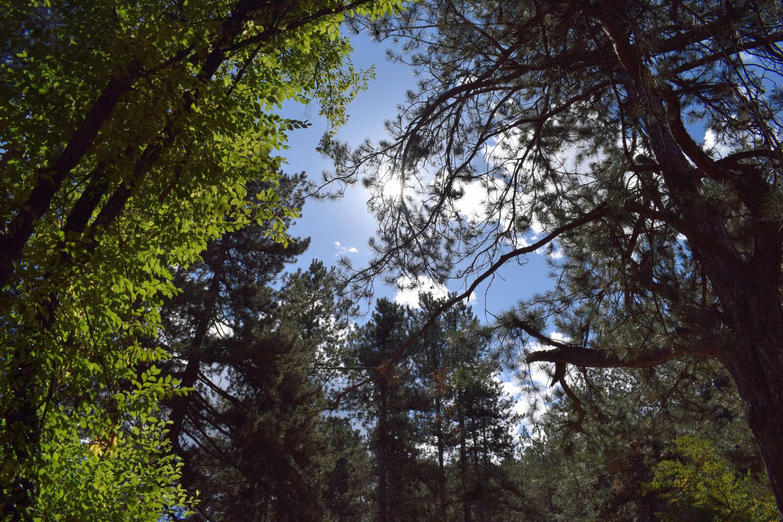 Nikon D3300 sample photo. Nature, sky, sun photography