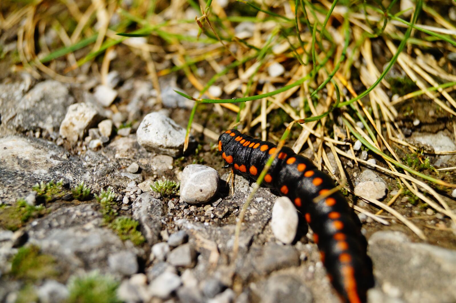 Sony DT 18-55mm F3.5-5.6 SAM II sample photo. Larva, sawflies-larvae, tenthredinidae photography