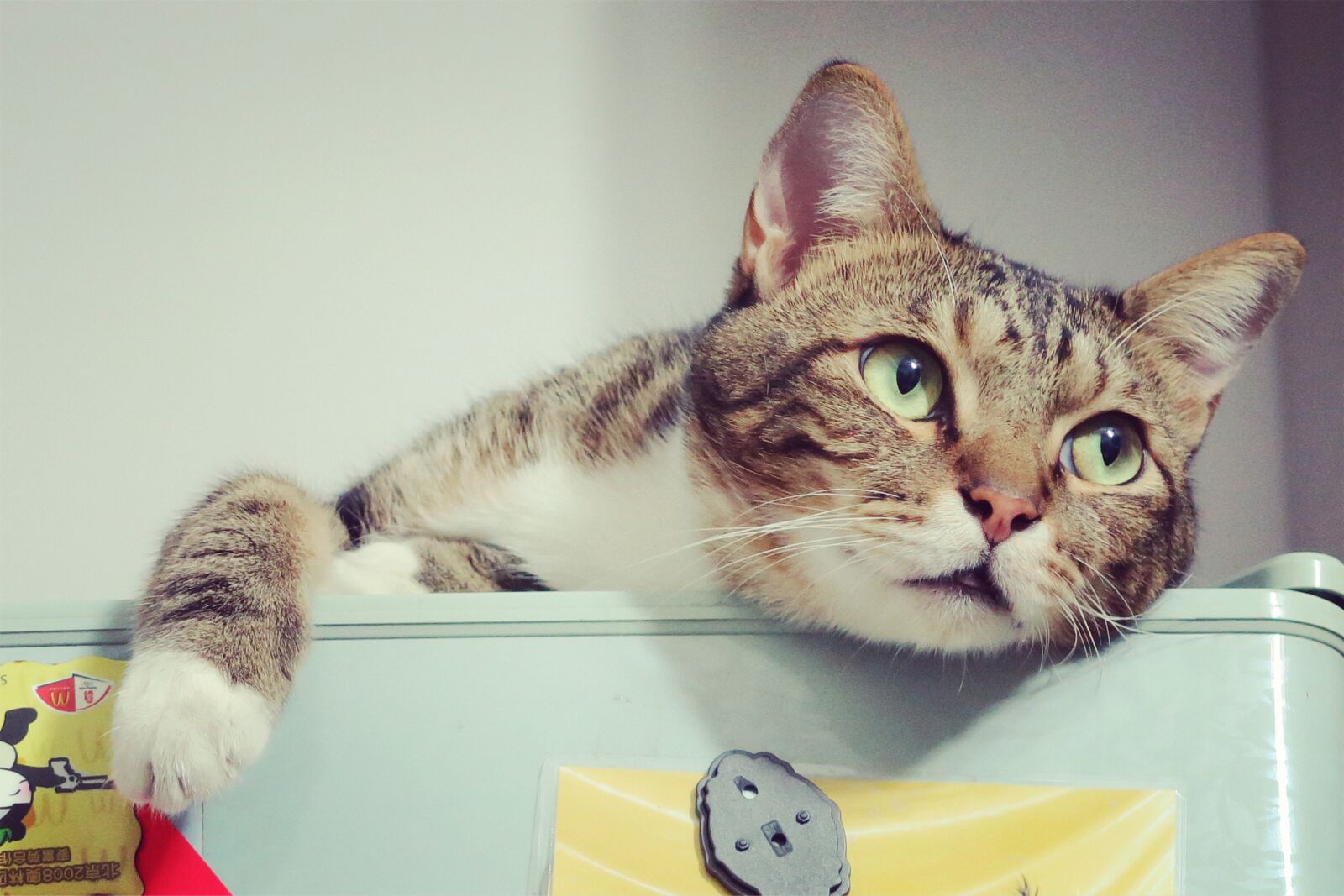 Canon PowerShot G7 X sample photo. Cat, animal, cute photography