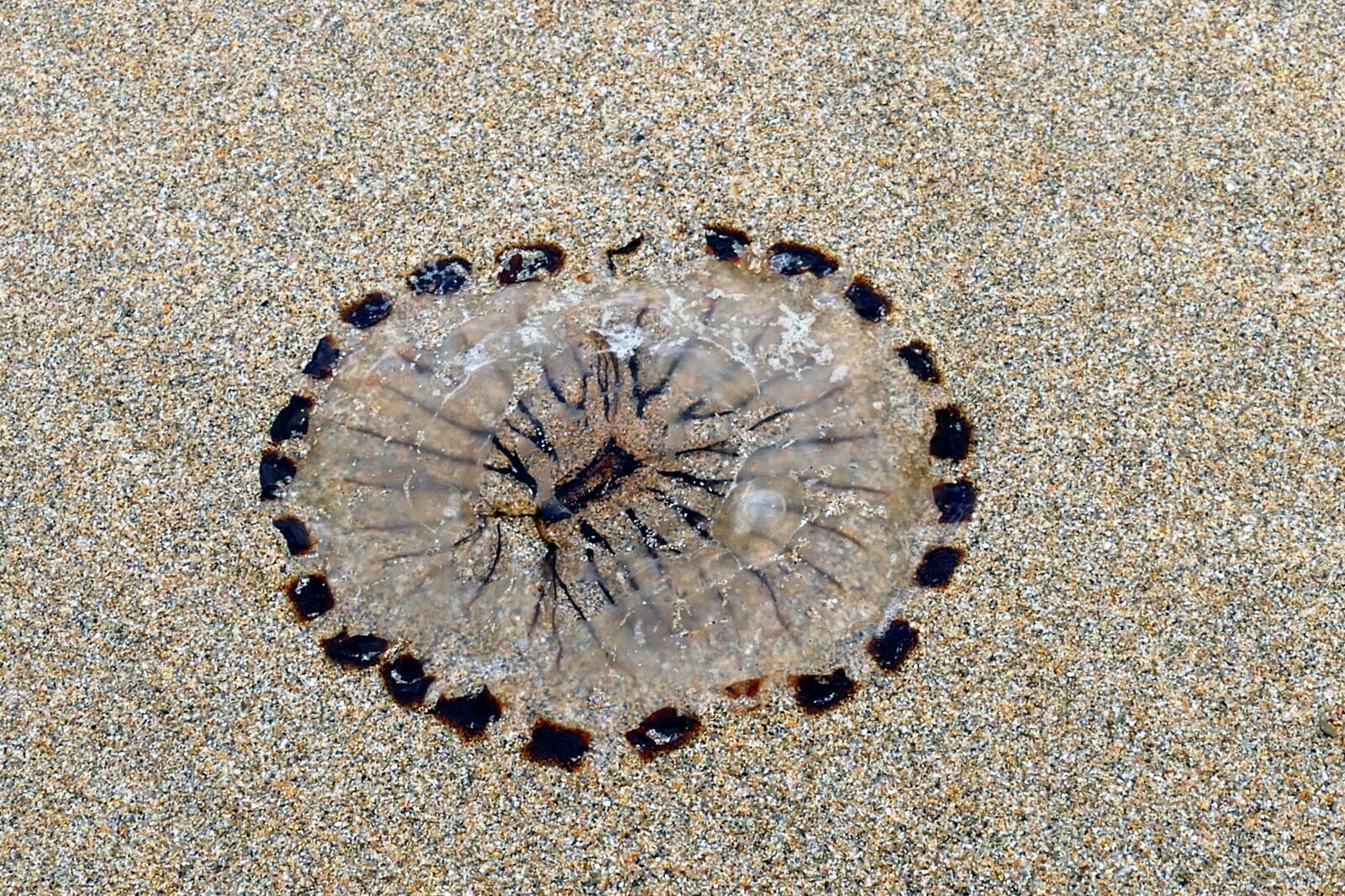 Panasonic Lumix DMC-FZ1000 sample photo. Beach, jellyfish, sea photography