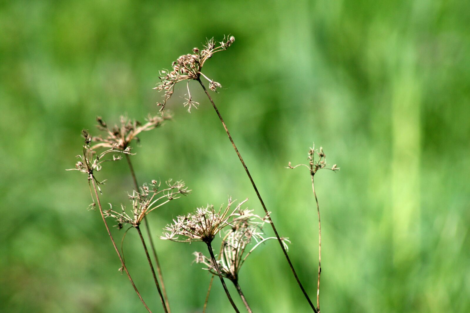 Canon EOS 400D (EOS Digital Rebel XTi / EOS Kiss Digital X) sample photo. Plants, grass, nature photography