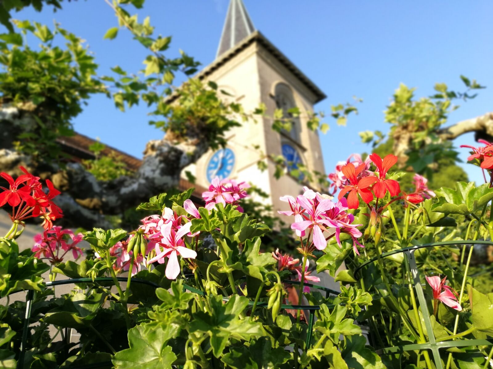 HUAWEI Honor 8 Pro sample photo. Flowers, church, blue sky photography