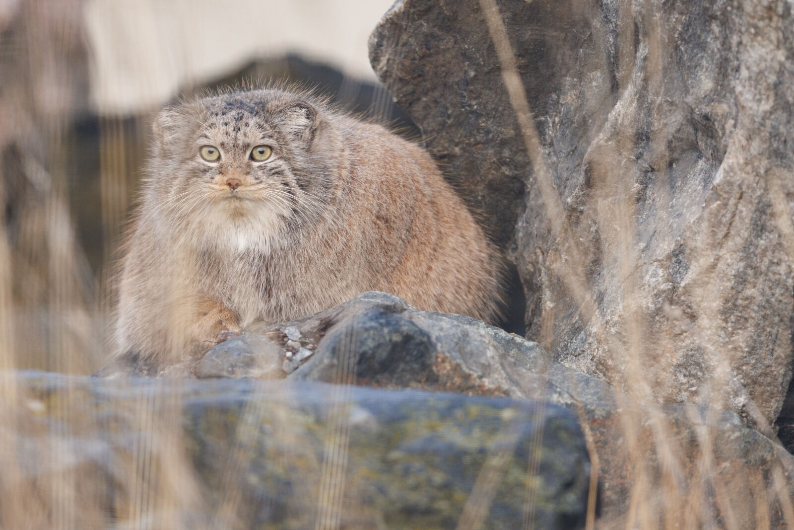 Canon RF 400mm F2.8L IS USM sample photo. Otocolobus manul photography