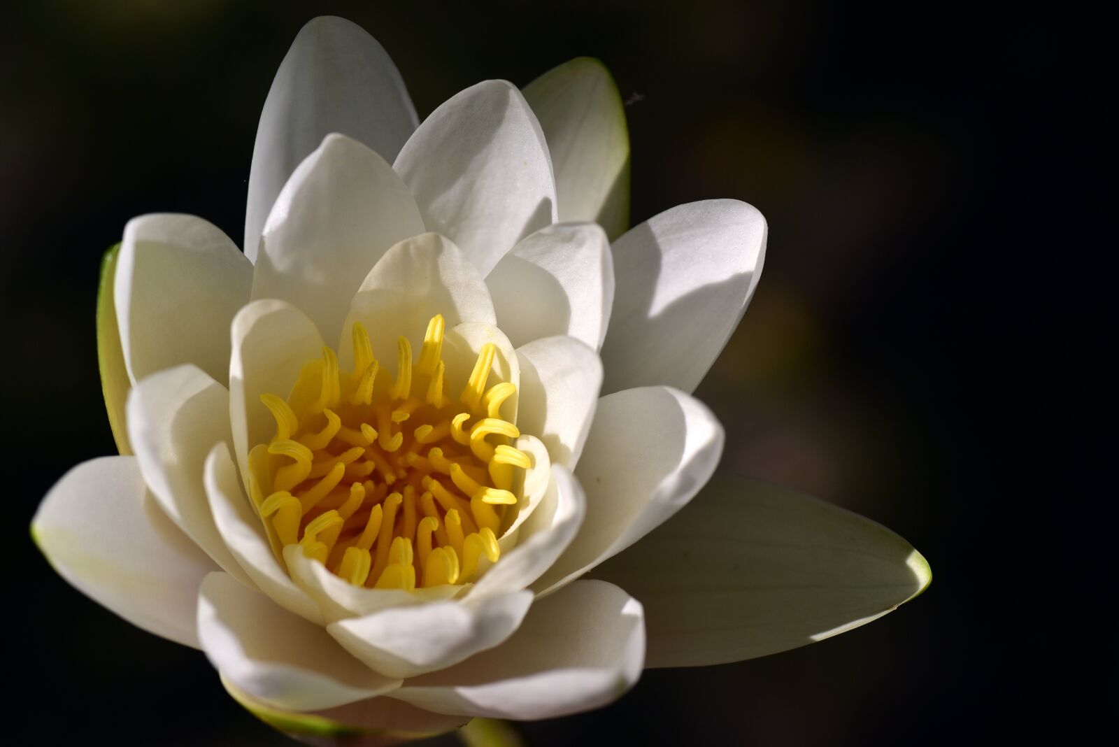 Nikon D750 sample photo. Water lily, white, nature photography