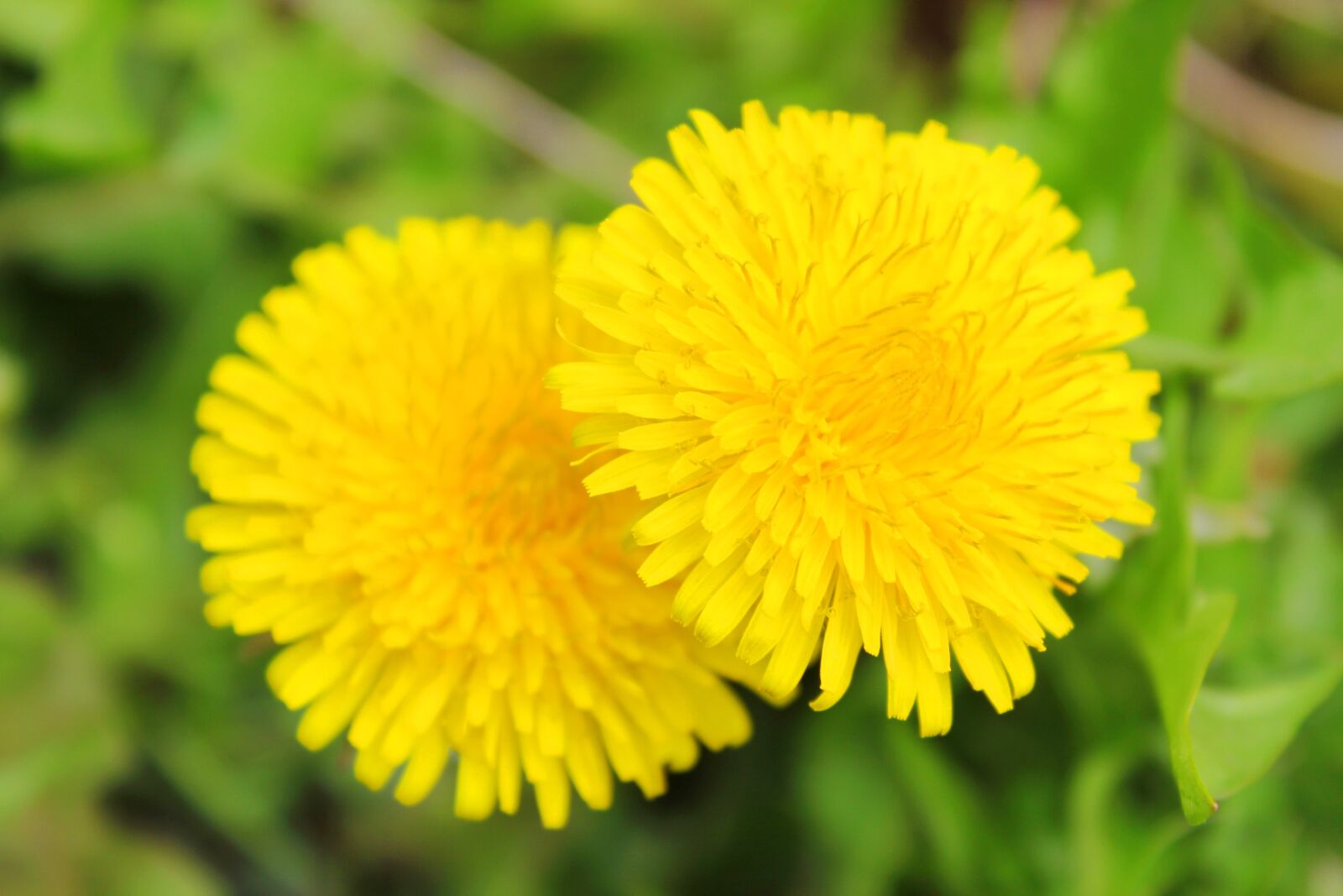 Canon EOS 550D (EOS Rebel T2i / EOS Kiss X4) sample photo. Dandelion, bee, flowers photography