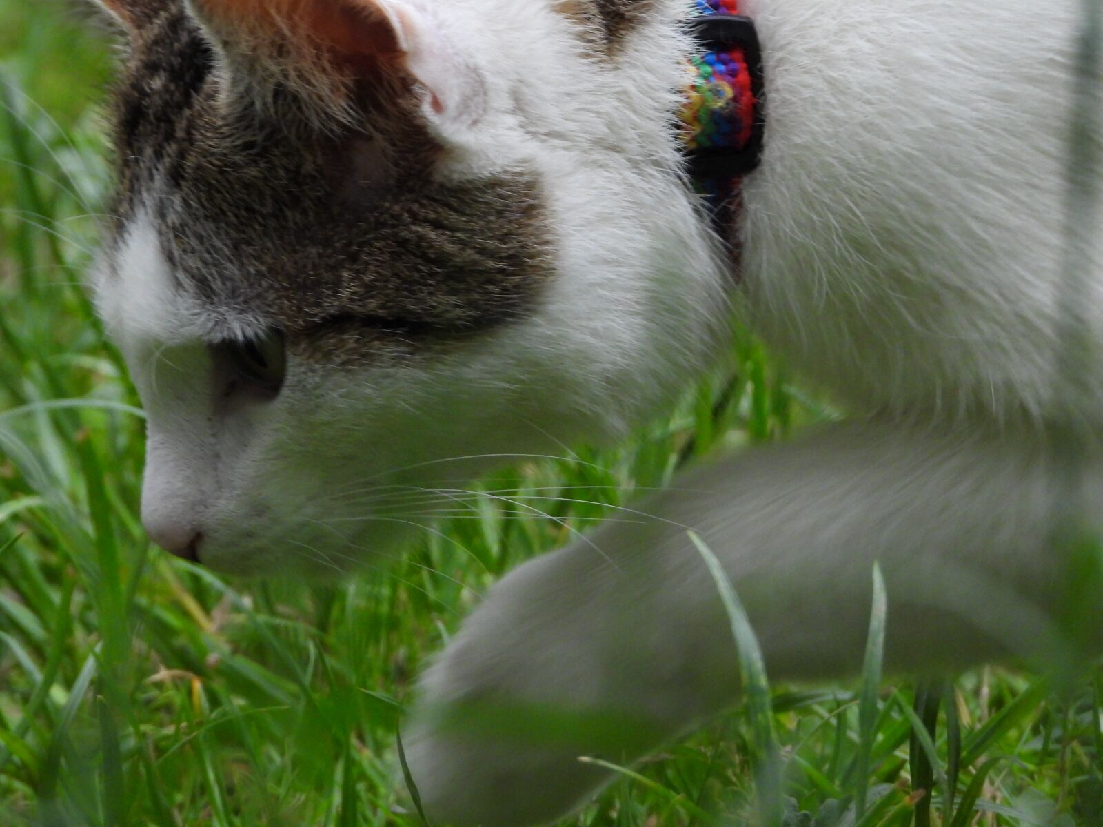 Nikon Coolpix P1000 sample photo. Cat, dachowiec, hunting photography