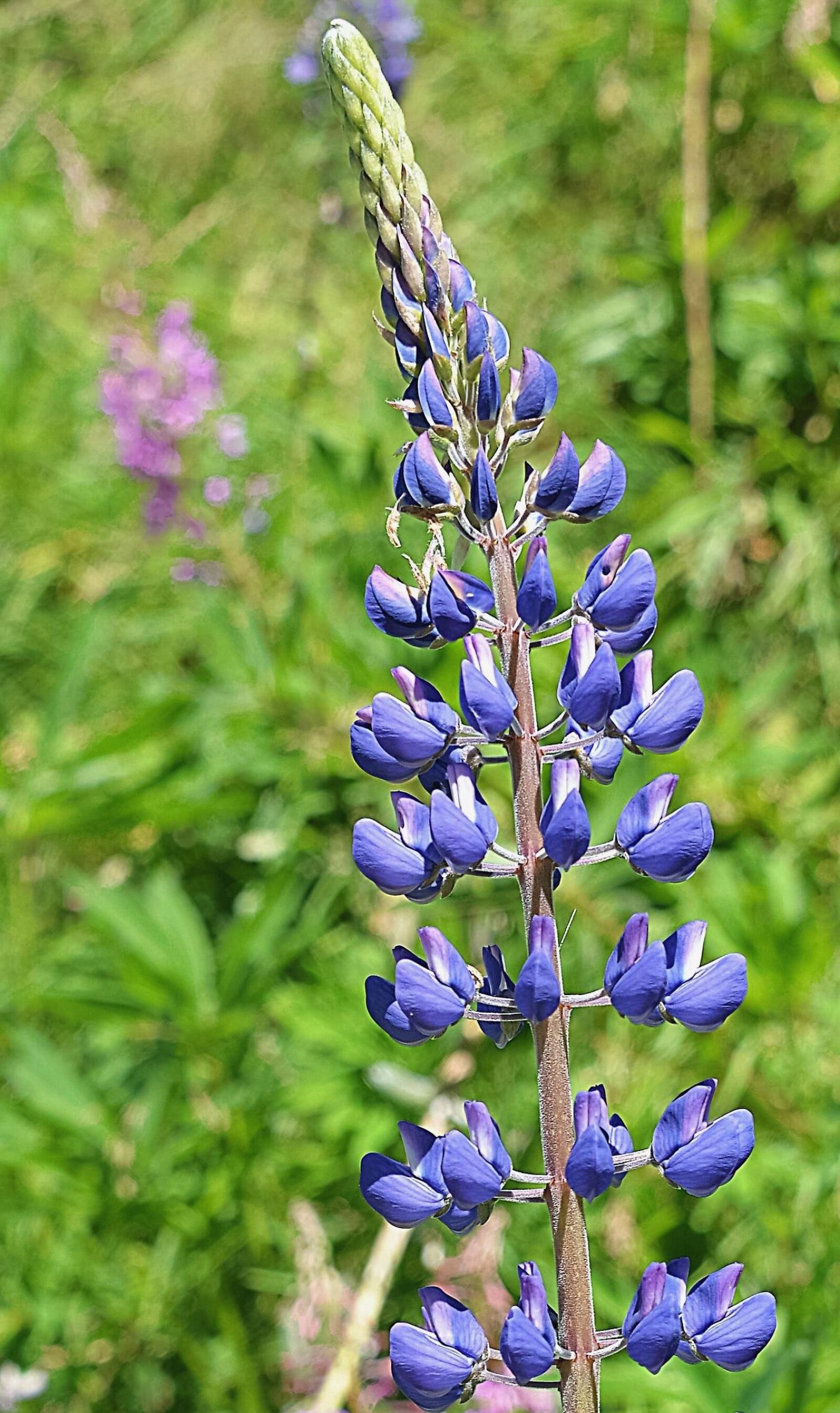 Nikon D610 sample photo. Lupine, blue, meadow photography