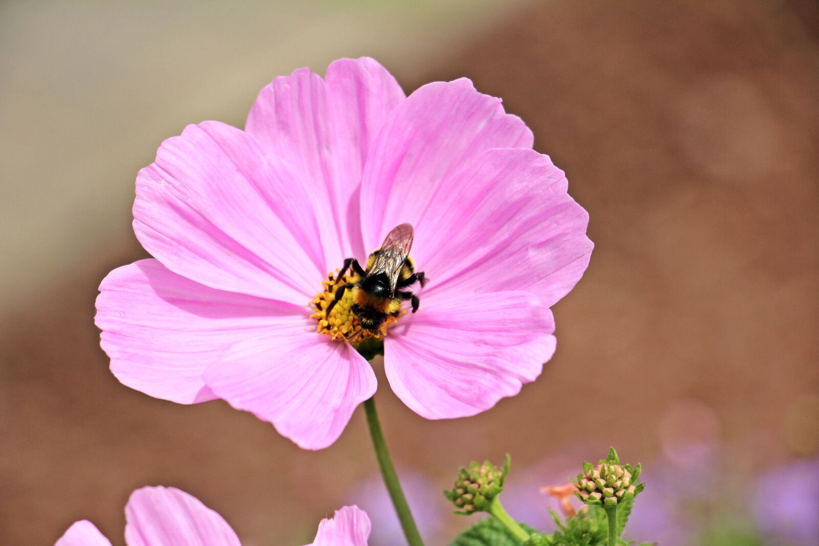 Canon EOS 550D (EOS Rebel T2i / EOS Kiss X4) sample photo. Cosmos, cosmea bipinnata, flower photography